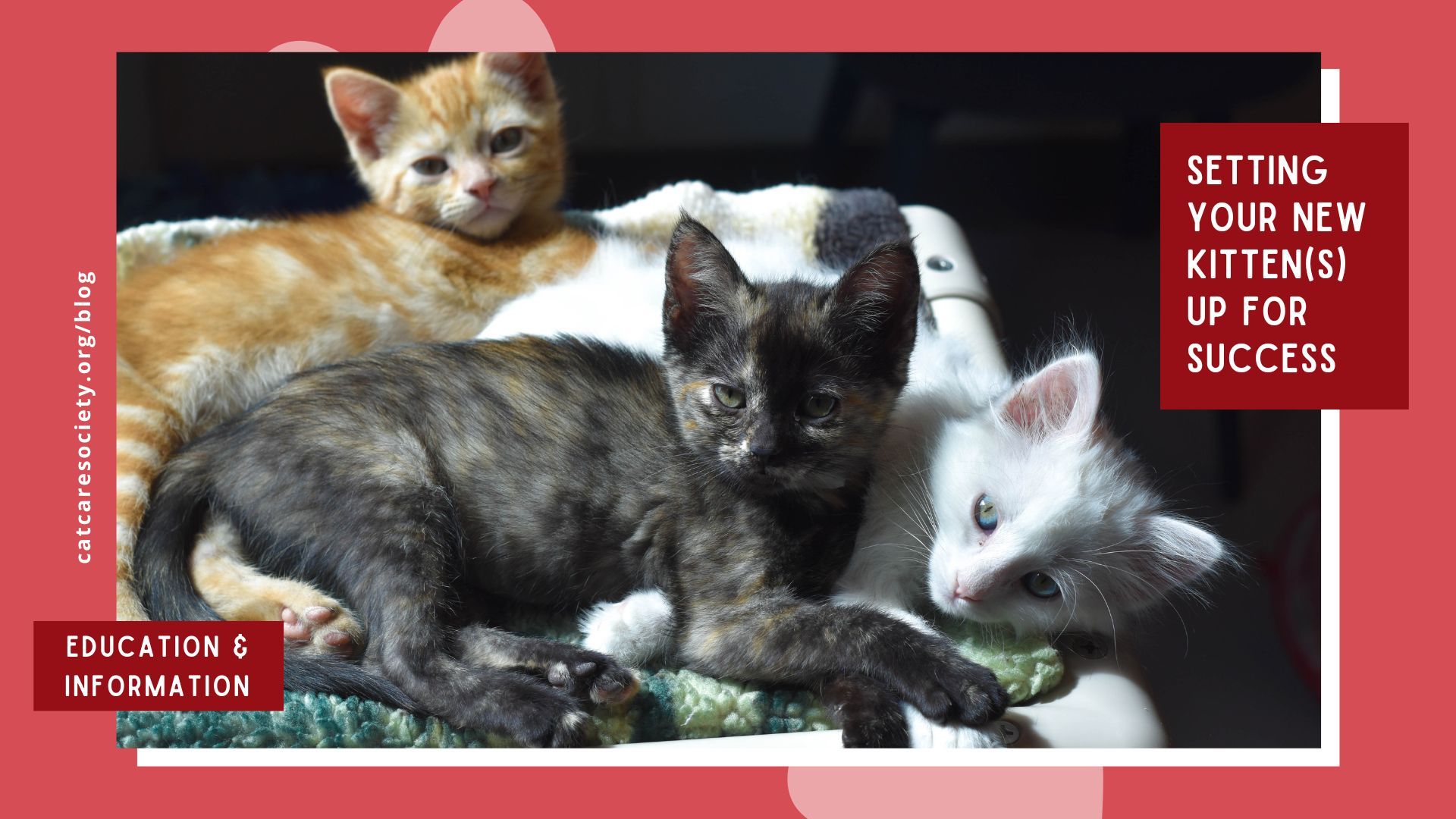 Setting Your Kitten Up for Success: Essential Tips for New Owners