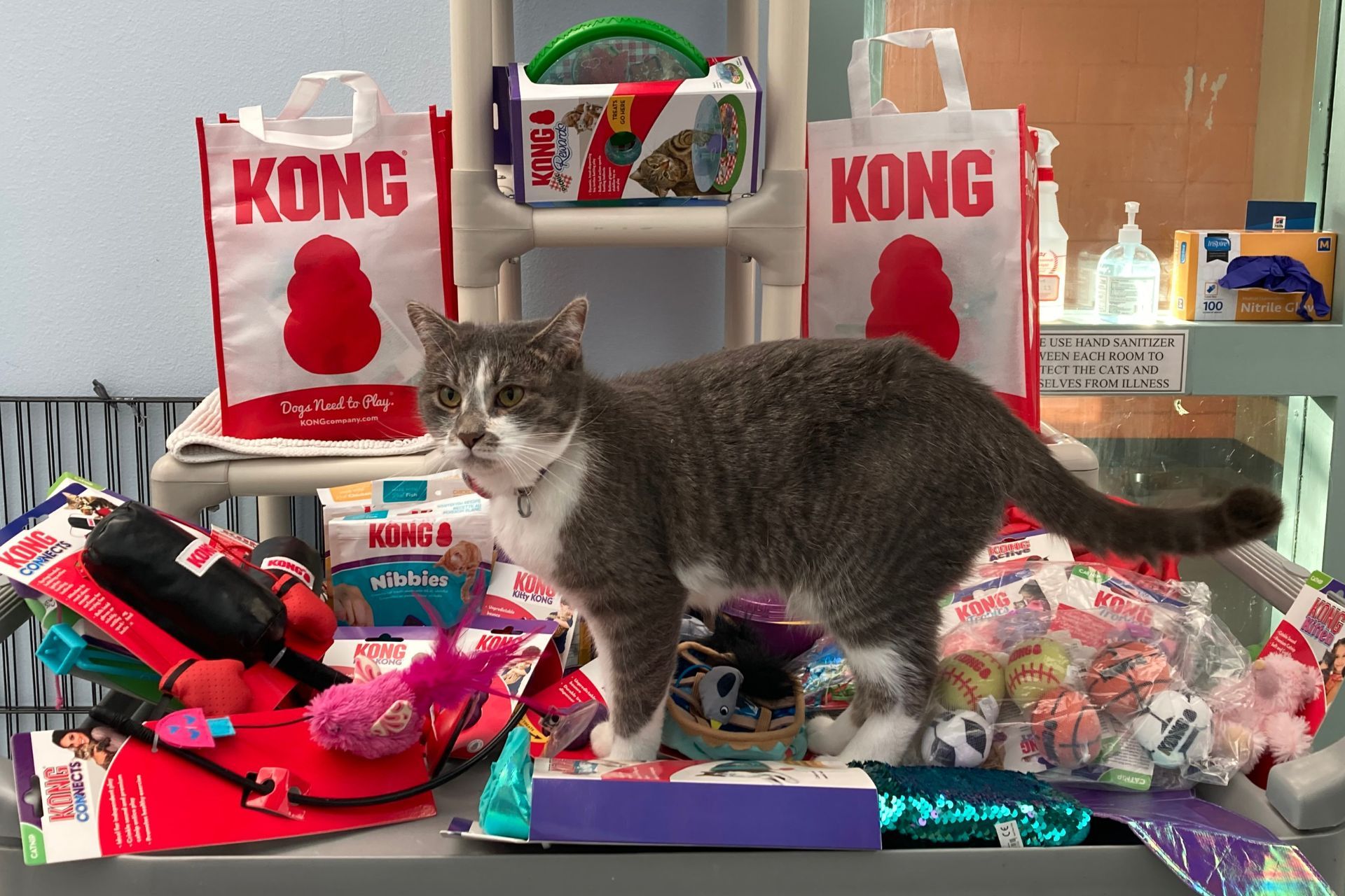 a cat stands on top of a cart full of toys