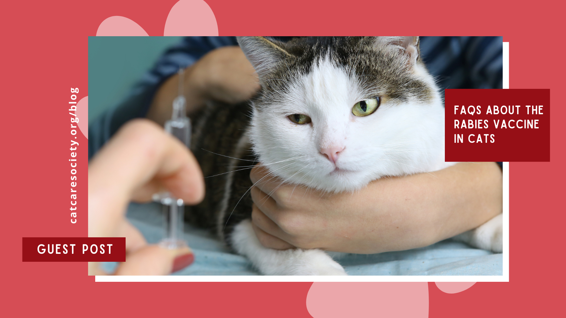 The Rabies Vaccine for Cats: Frequently Asked Questions (FAQs)