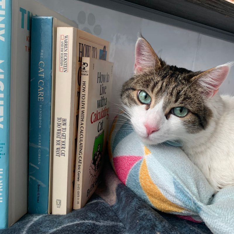 a cat lays next to a stack of books