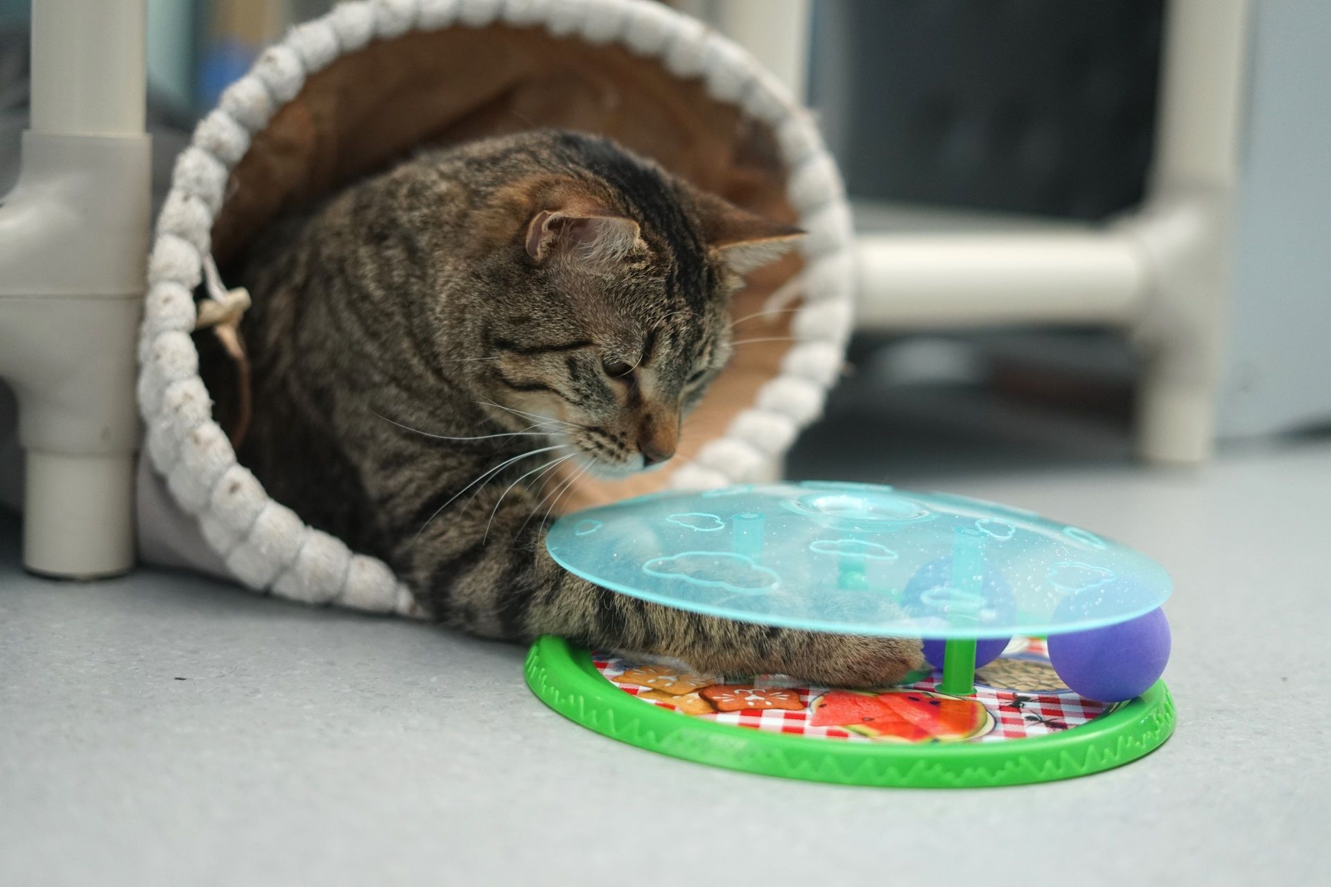 a tabby cat lies in a tunnel and bats at a toy