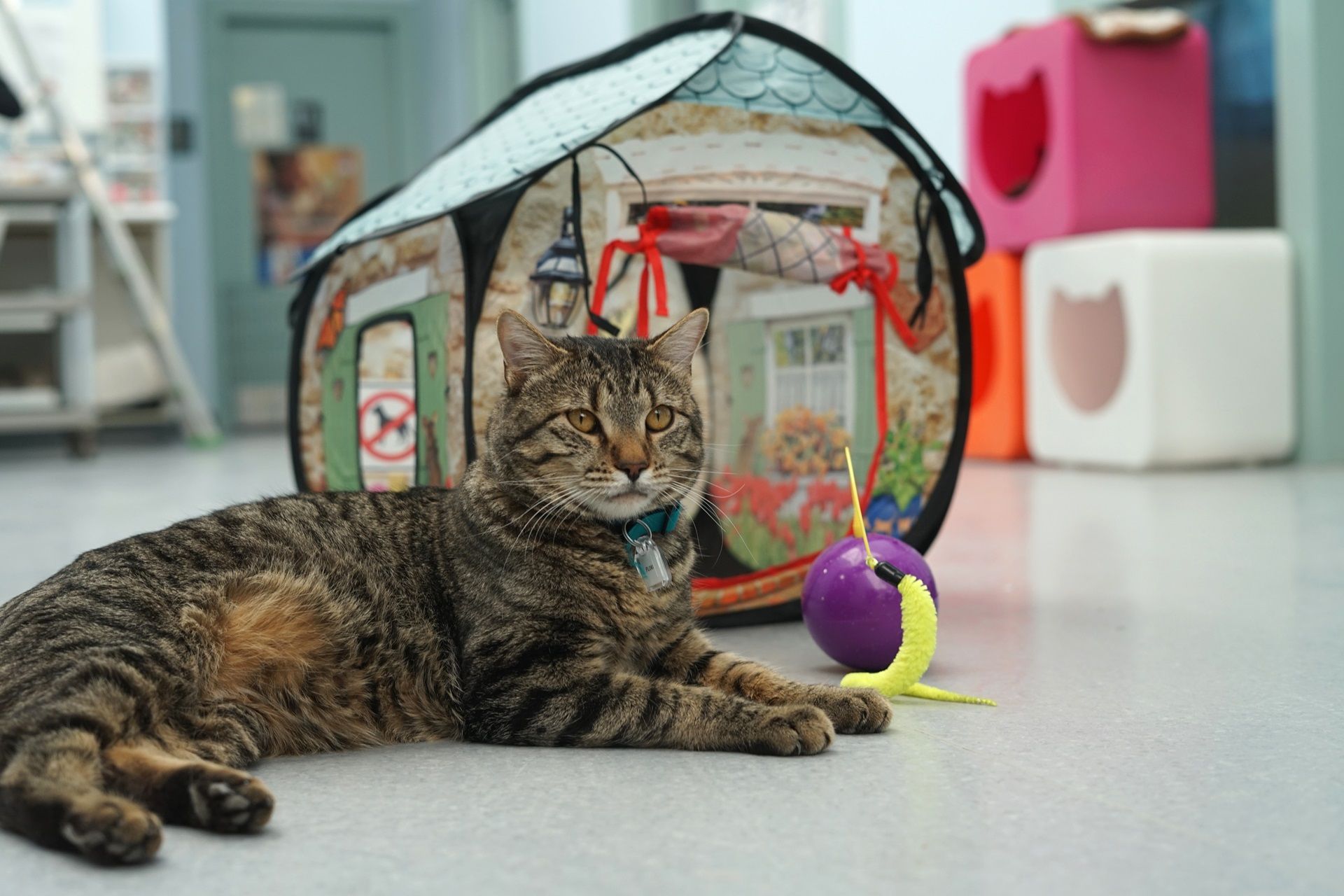 a tabby cat sits in front of a pop-up kong house