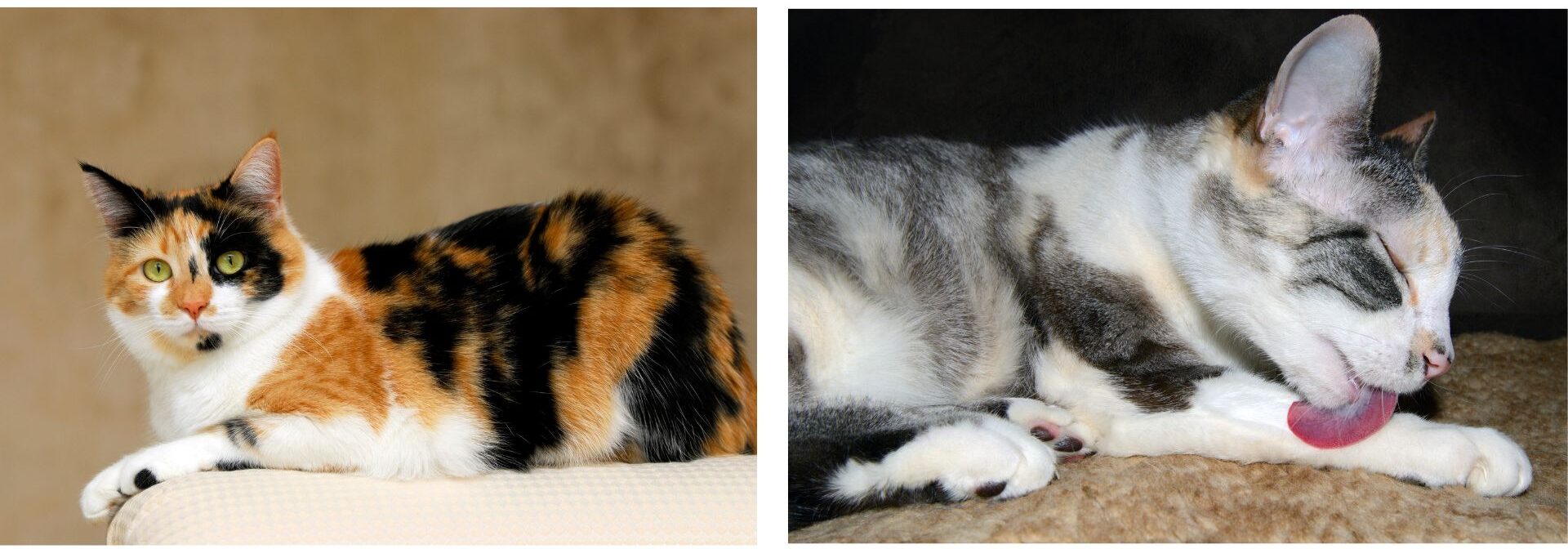 Calico cat and diluted calico