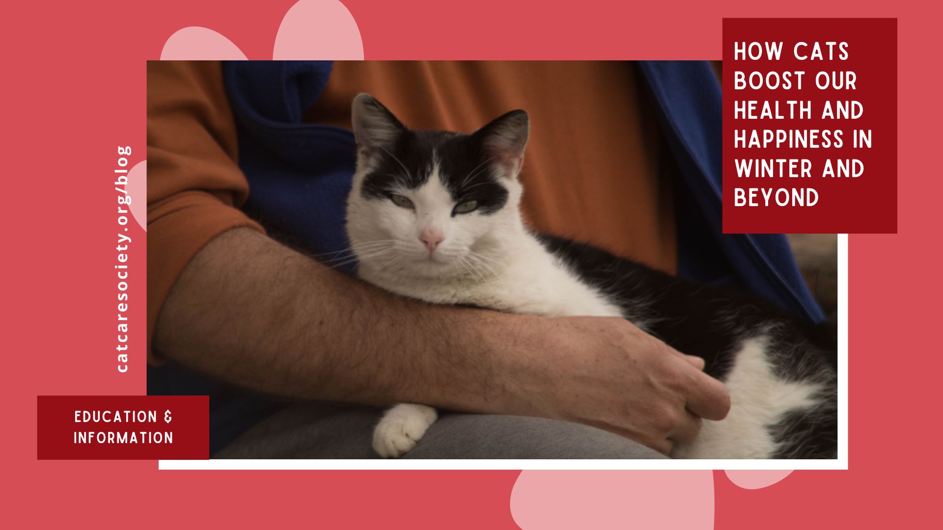 black and white cat on human's lap