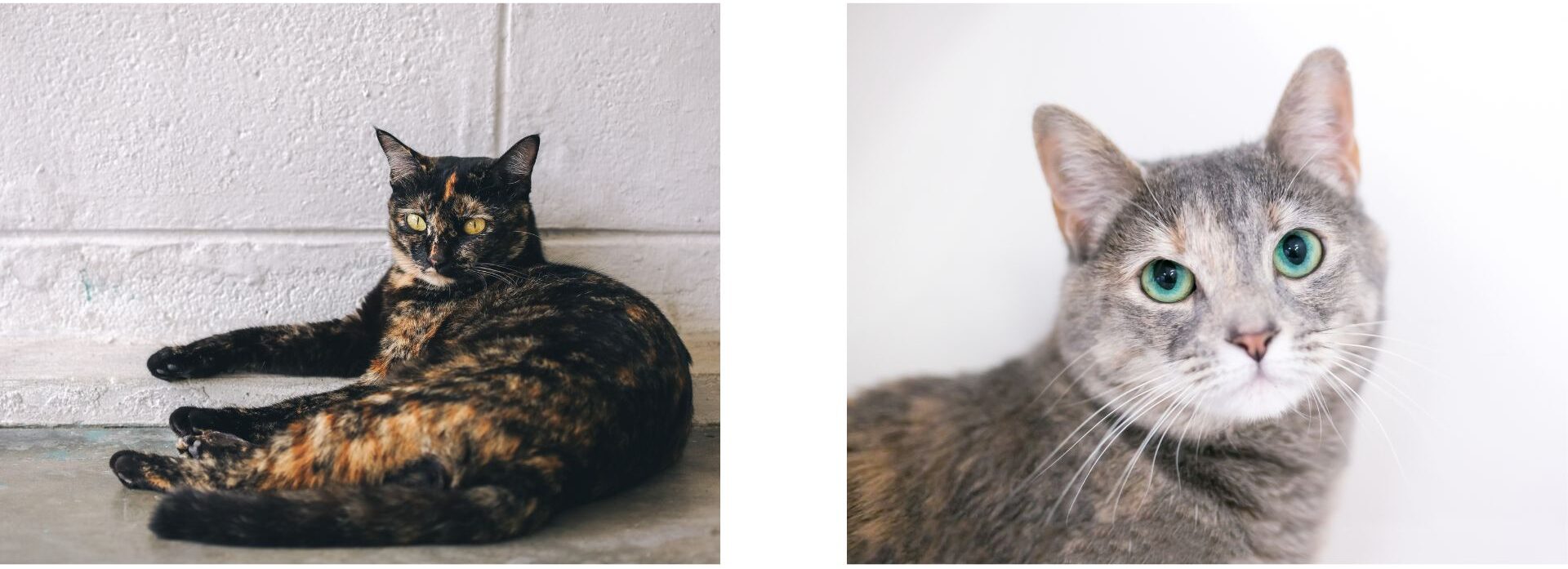 tortoiseshell cat, diluted tortoiseshell cat