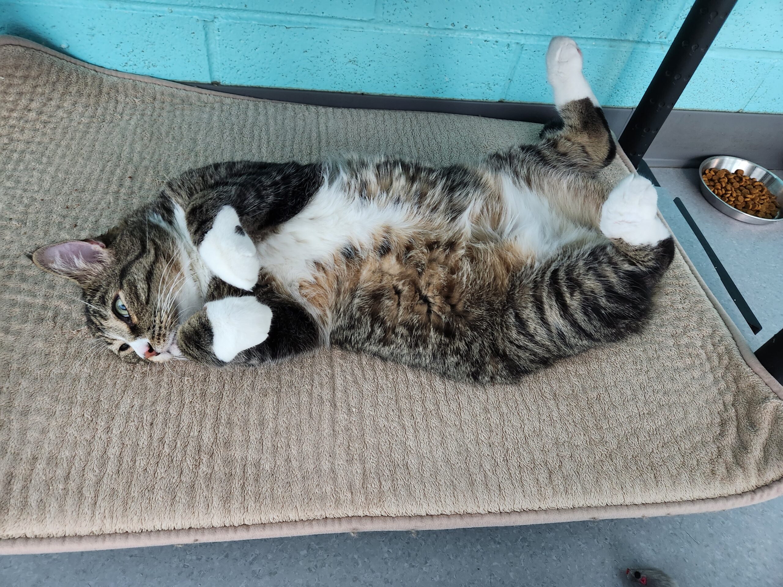 tabby cat on back belly up