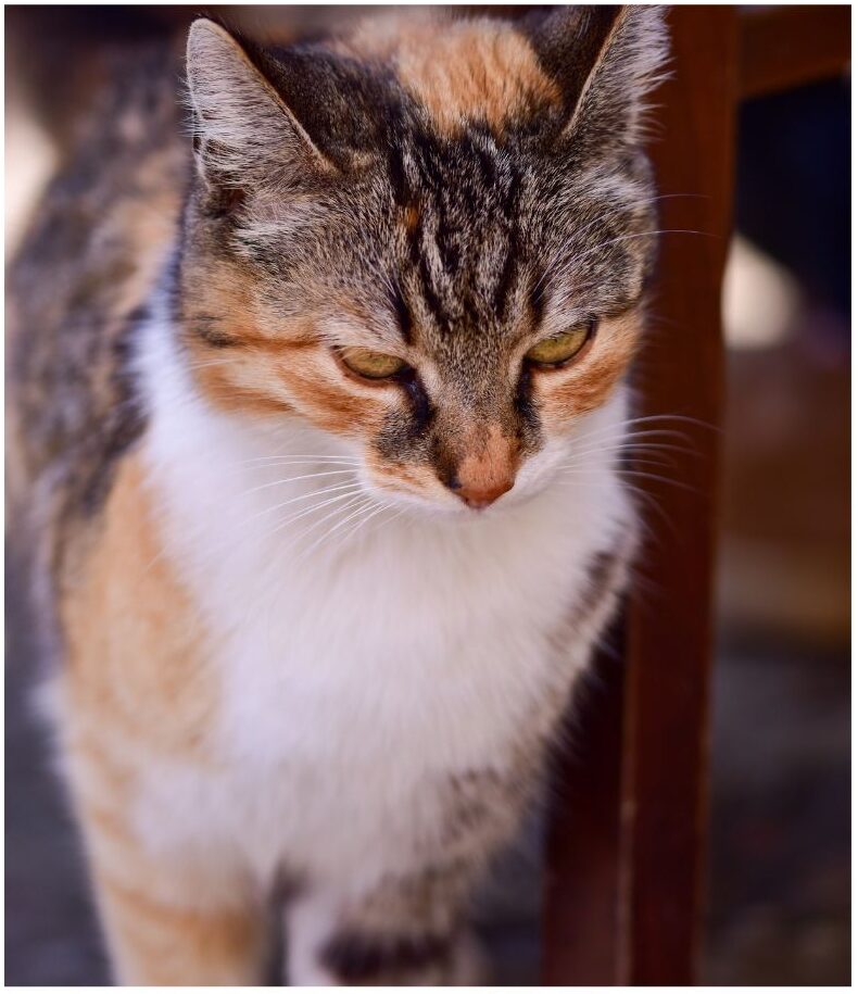 Tabico cat, combination calico and tabby