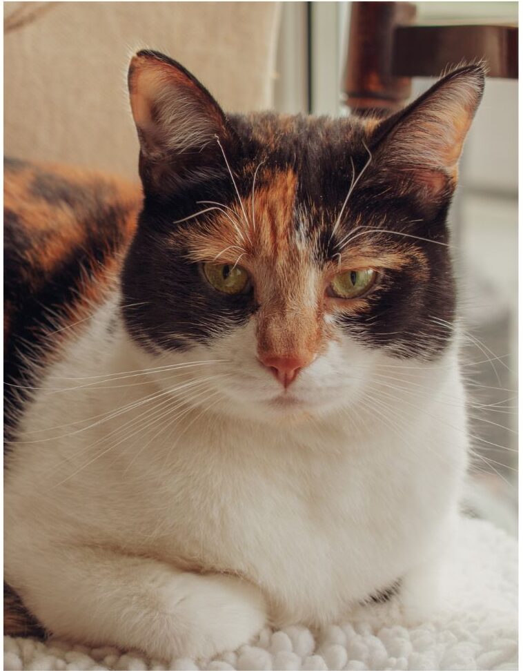 combination calico and tortoiseshell cat