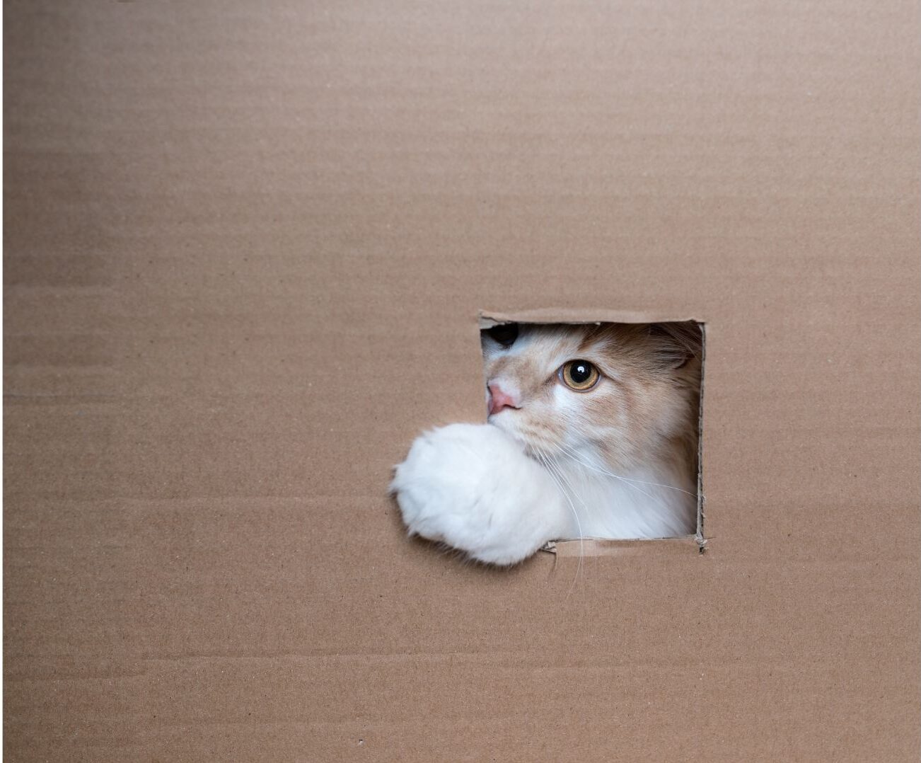 cat playing in cardboard box cutout