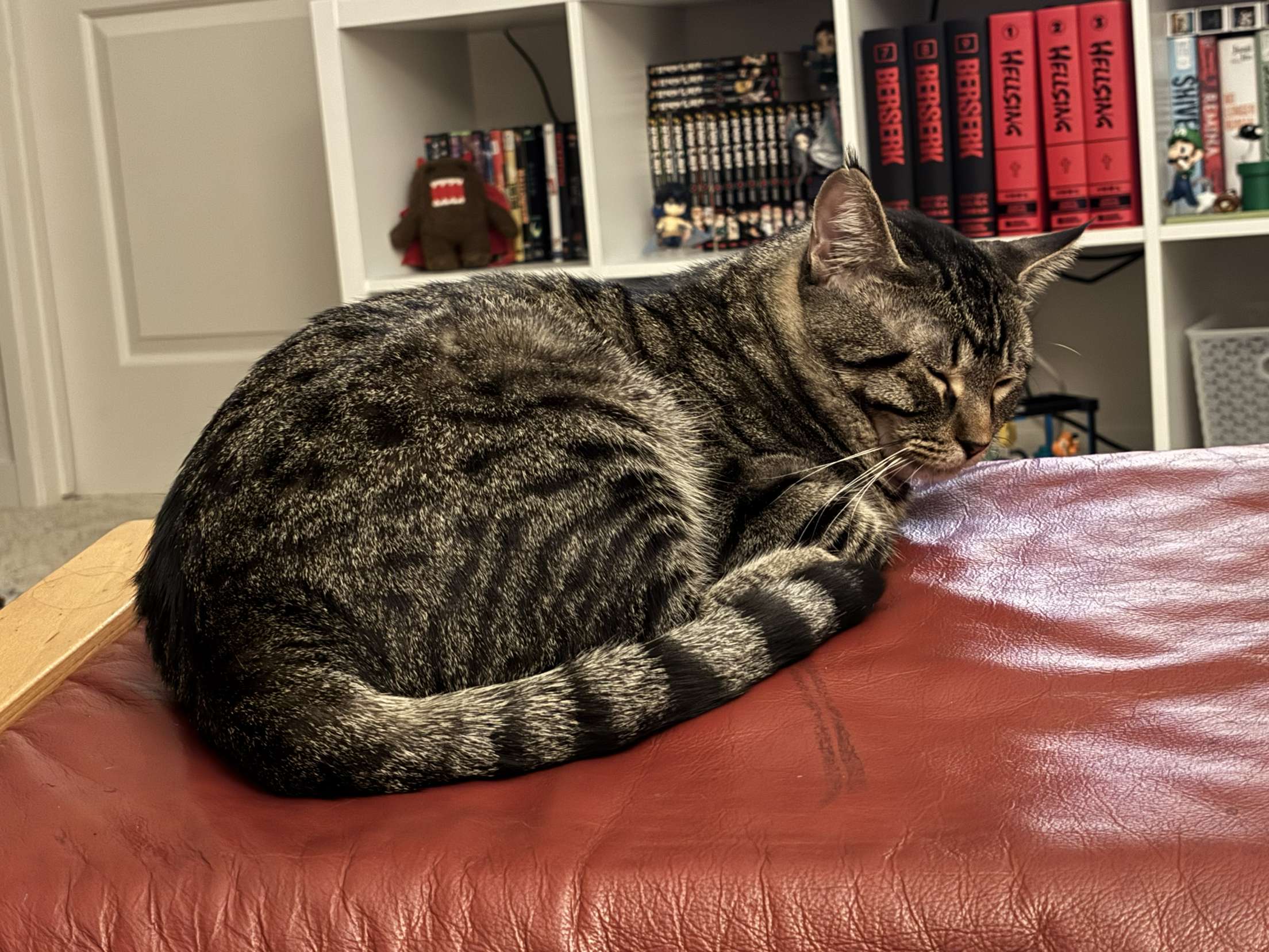 tabby cat sleeping on table