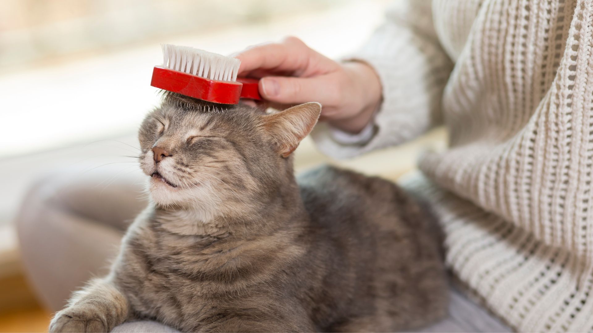 cat getting fur brushed