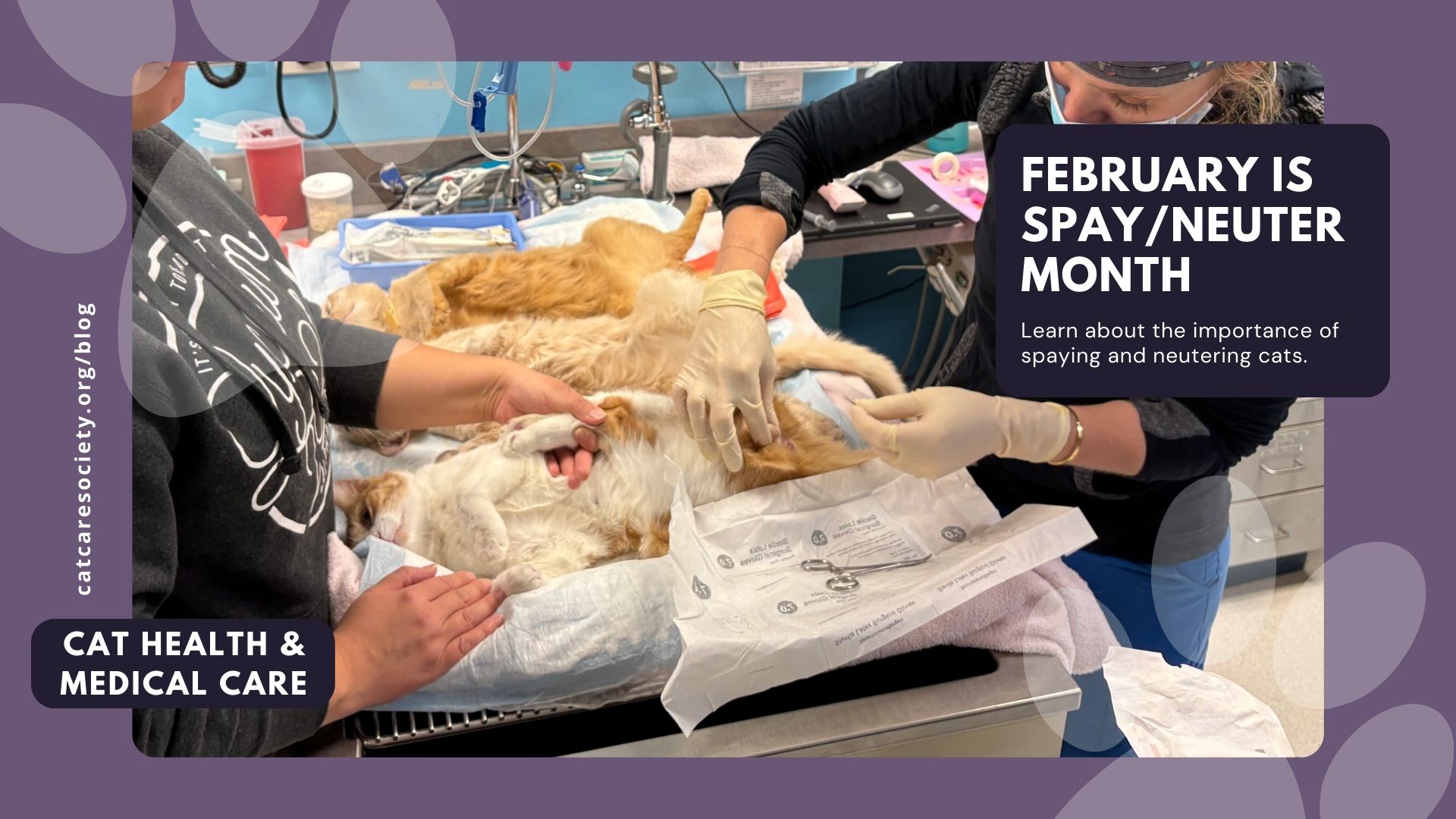 cat receiving spay/neuter procedure