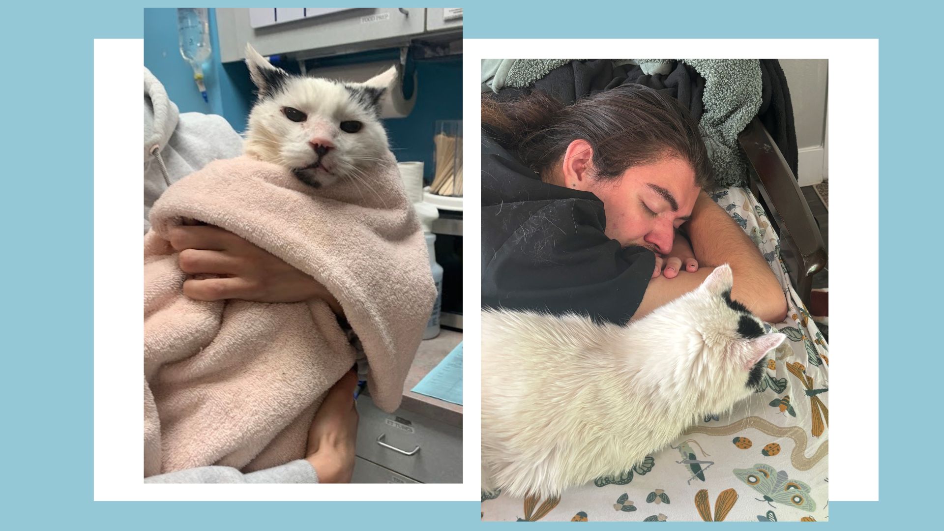 before picture of cat wrapped in towel upset and after picture of cat cuddling with adopter