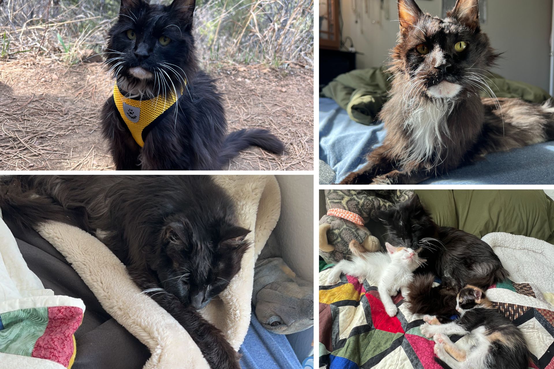 A collage of four photos of a long-haired black tuxedo cat