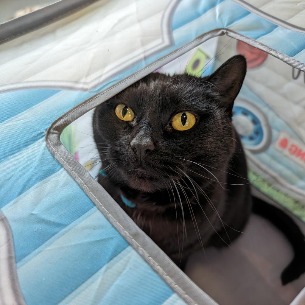 A black cat named Trelawney sits in a pop up camper toy.