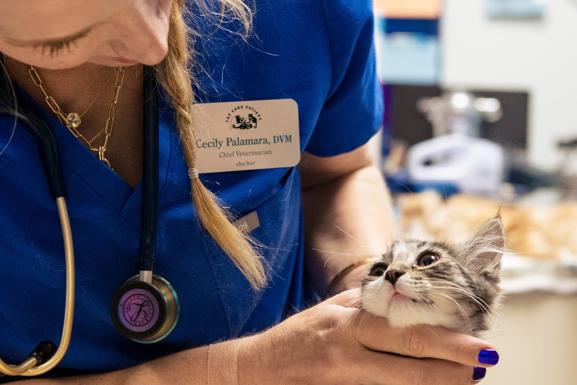 a vet in blue scrubs examines a kitten