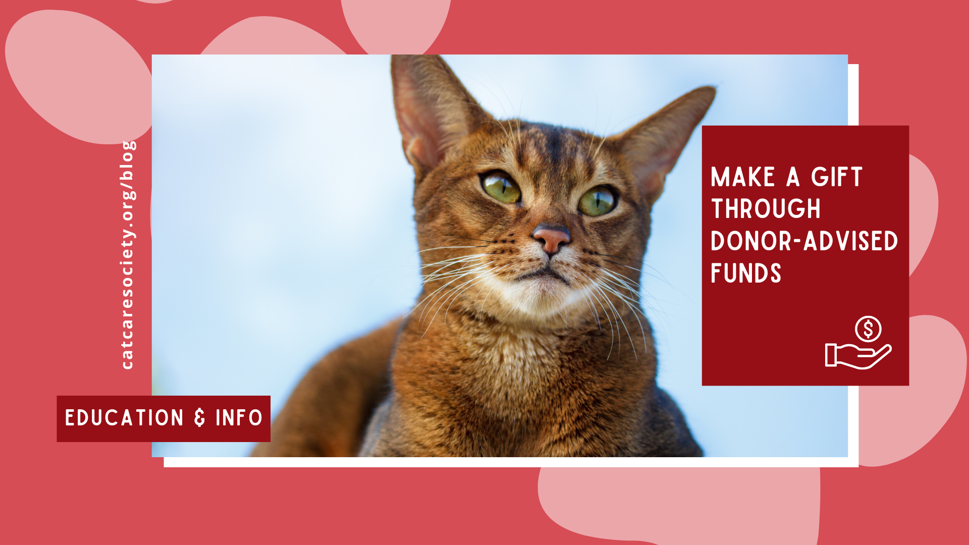 a cat is pictured on a red background with text that says "Make a gift through donor-advised funds"