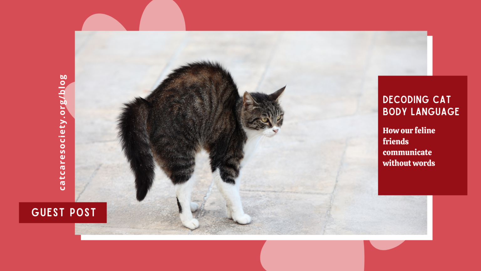 Decoding Cat Body Language | Cat Care Society