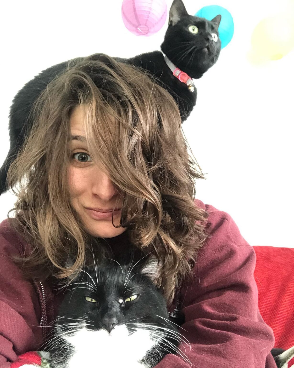 How to Cope with the Loss of Your Cat Cat Care Society