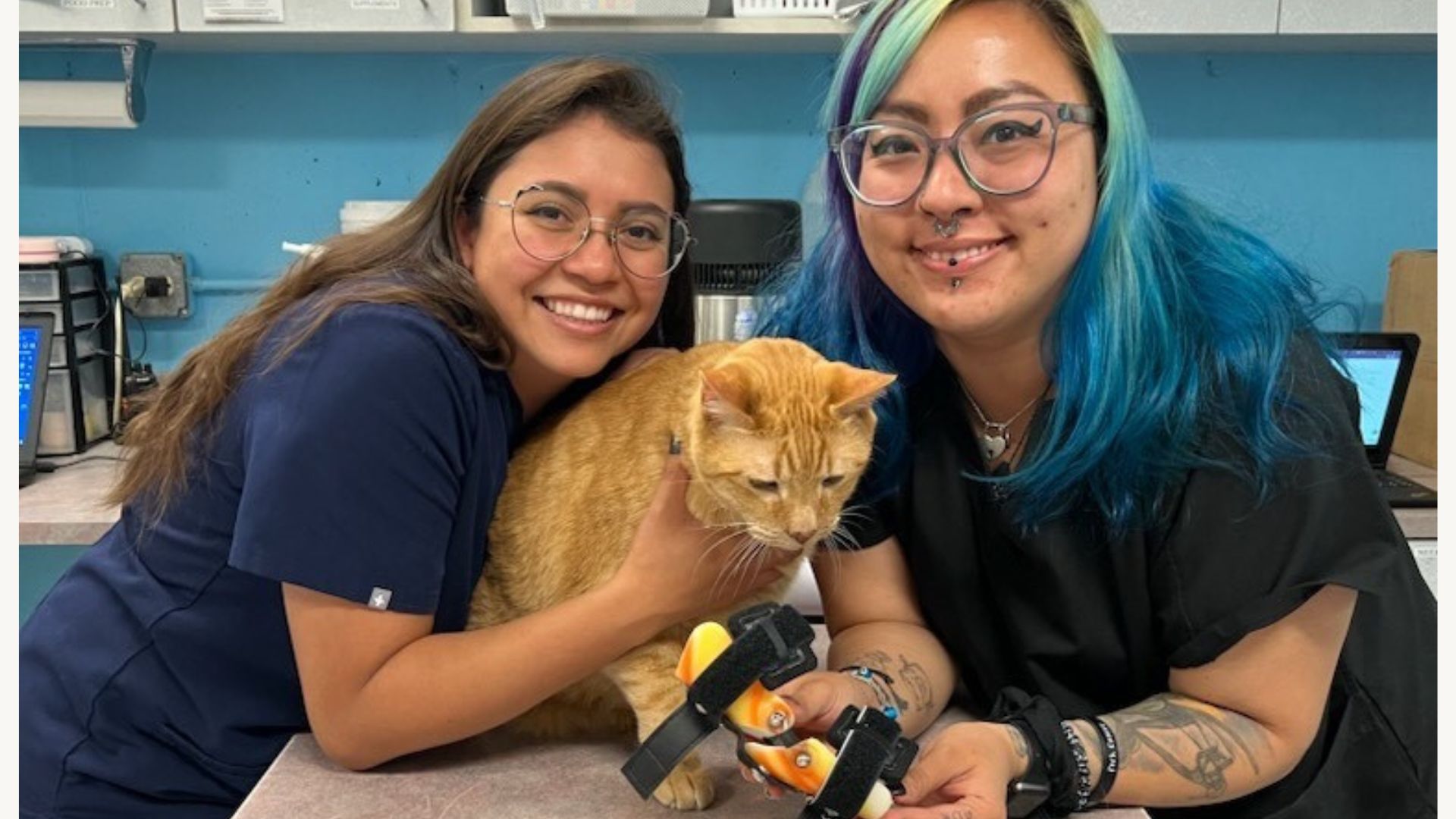 Two women hold an orange cat with leg braces on a medical exam table