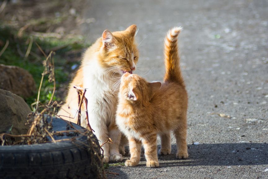 A mother orange cat and a kitten sit on the ground outside