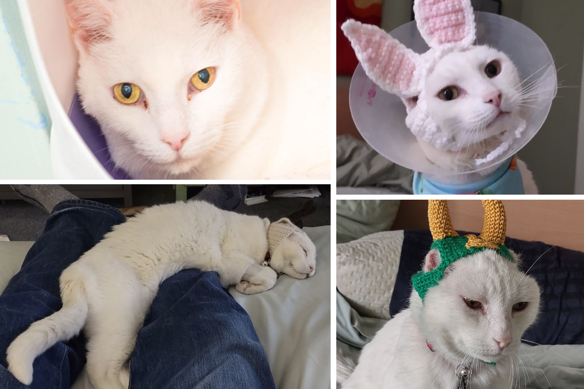 a collage of four photos of a white cat