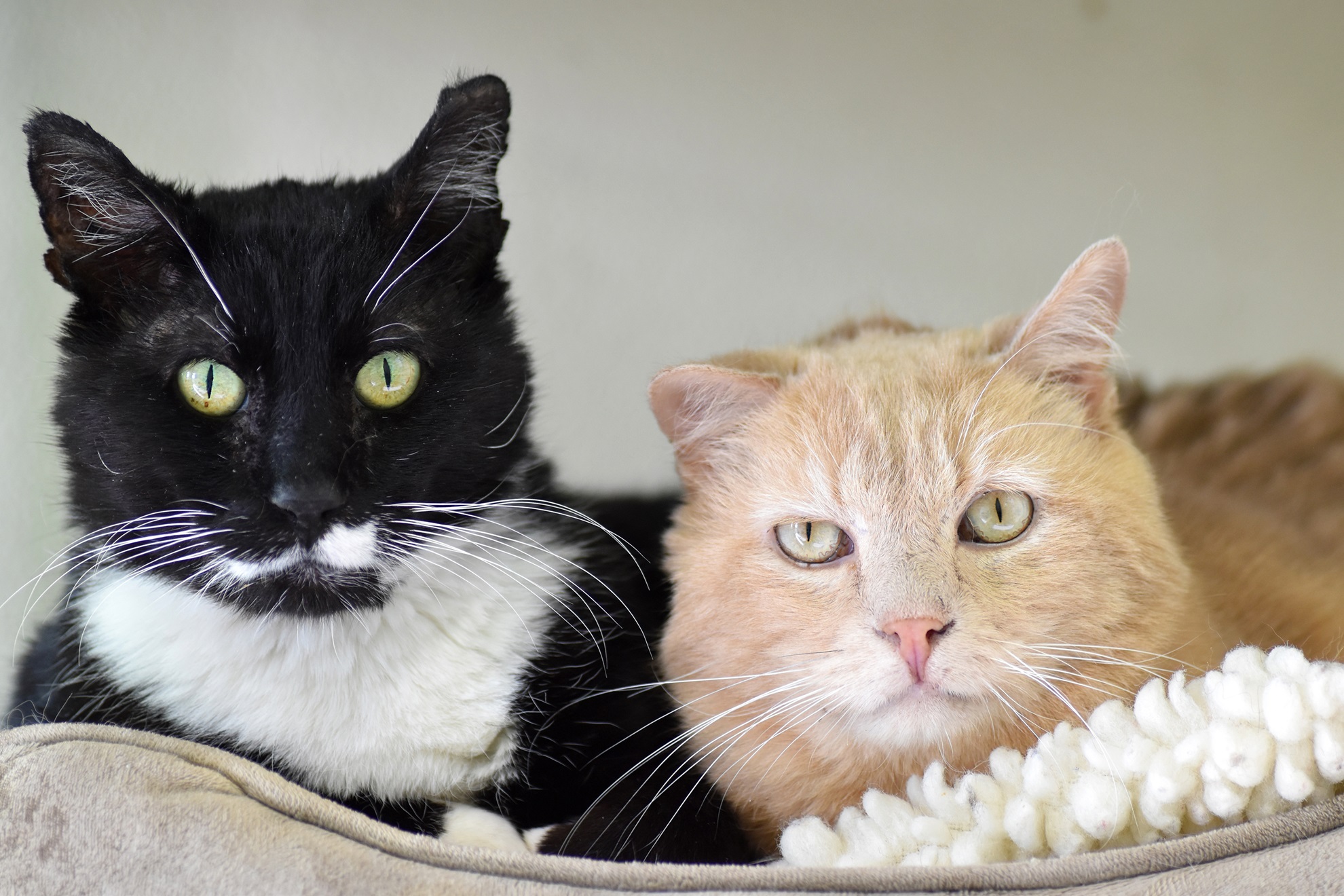 a tuxedo cat and an orange cat lie next to each other