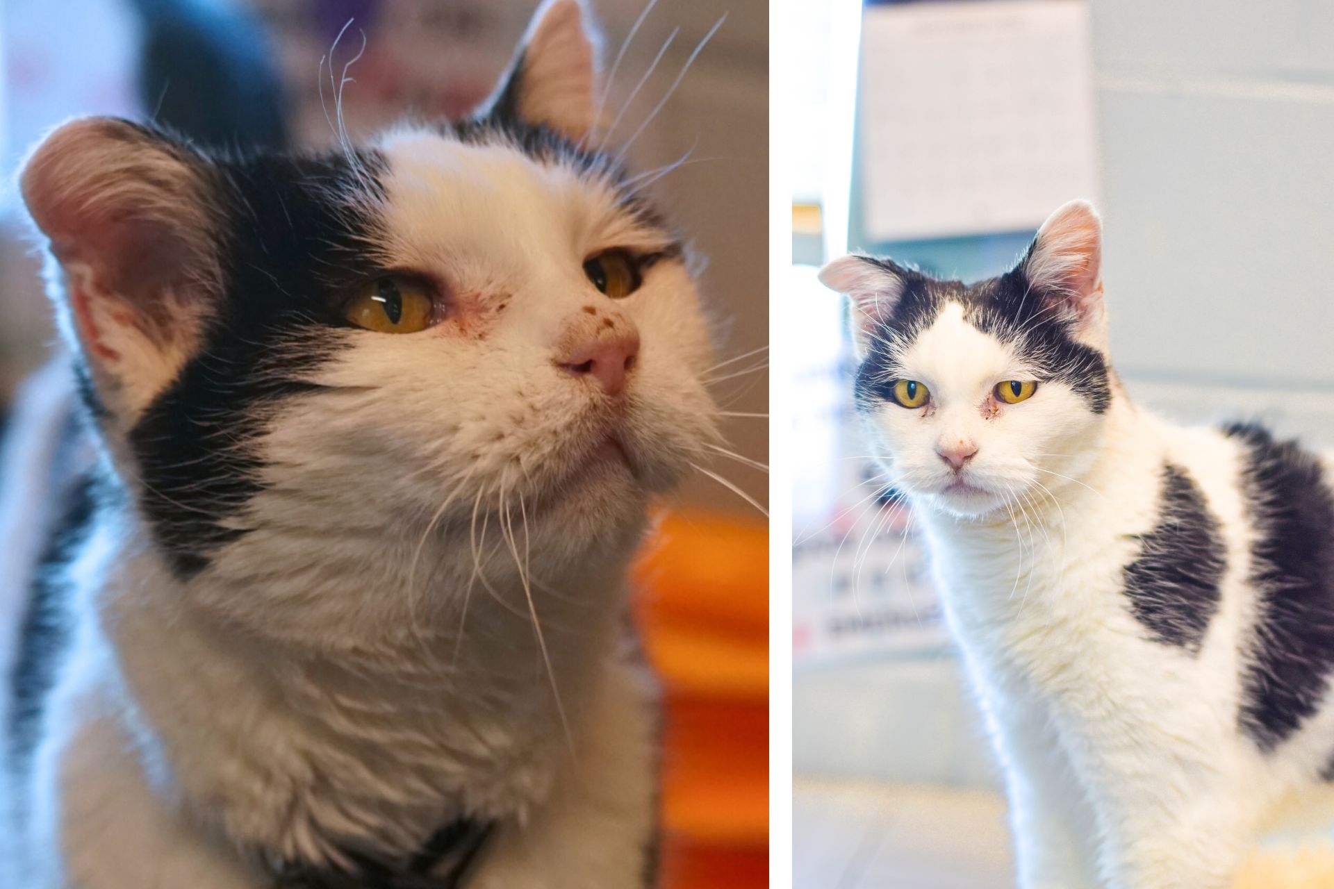 two photos of a black and white cat