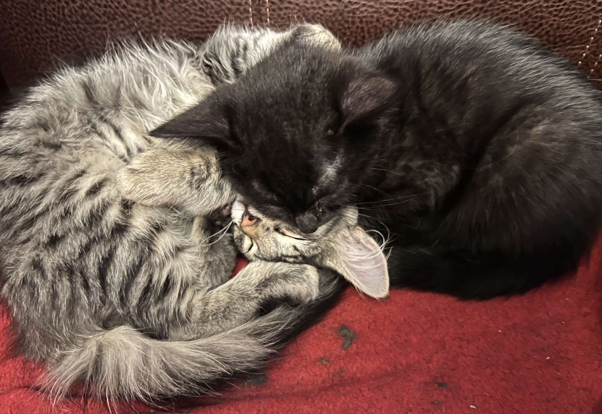 a black kitten and a tabby kitten snuggle