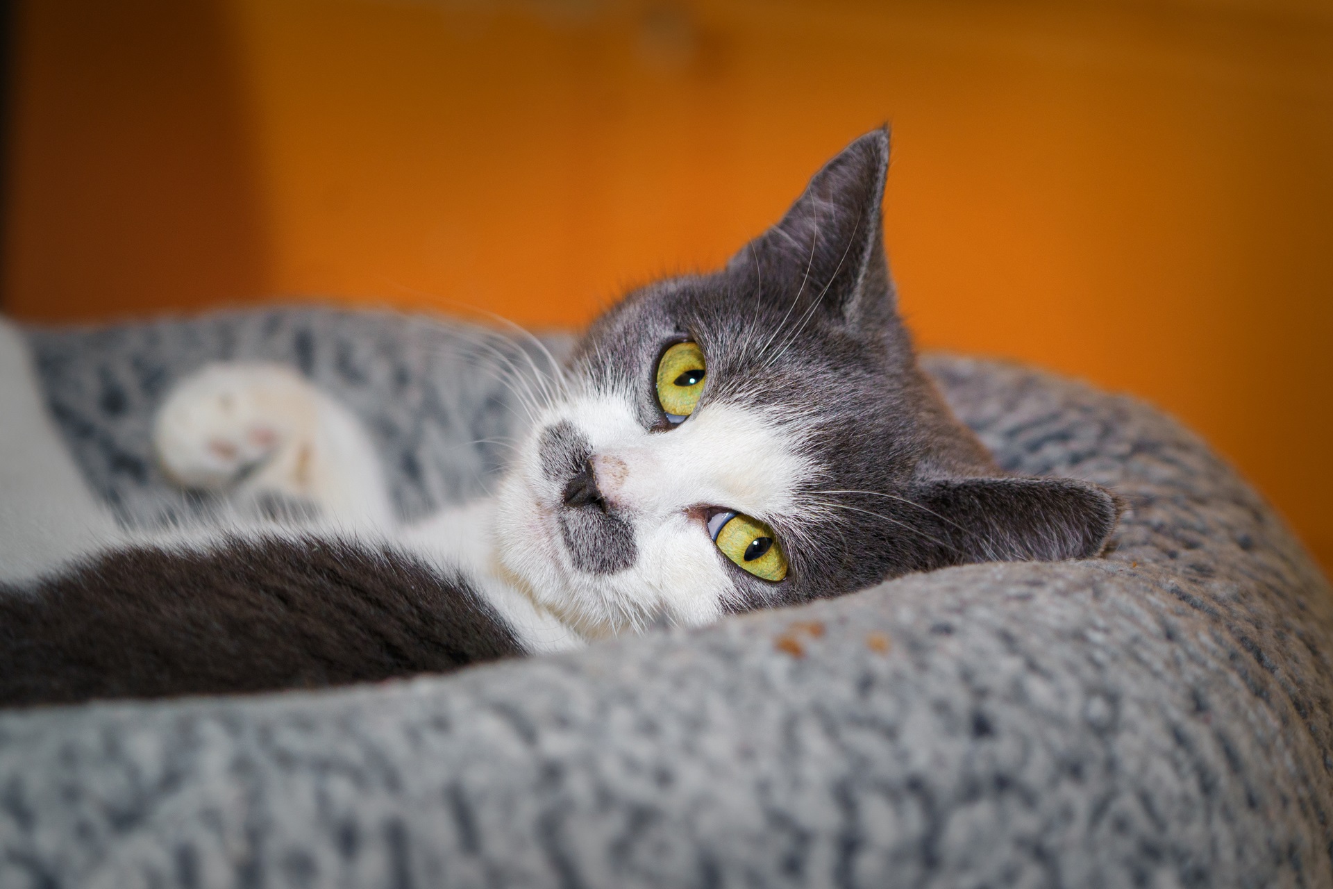 a gray and white cat lays in a gray bed