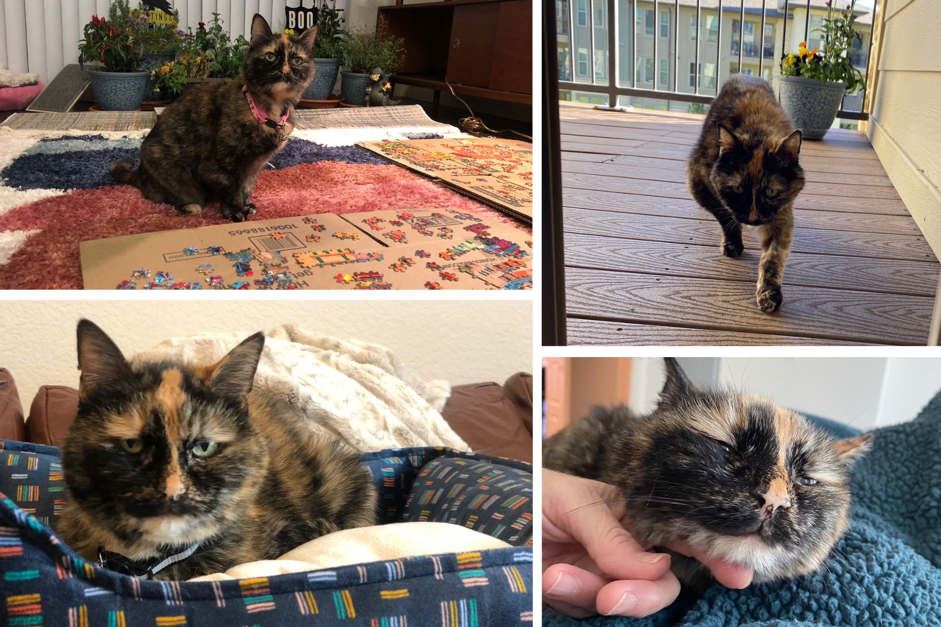 a photo collage of a torti cat in her adoptive home
