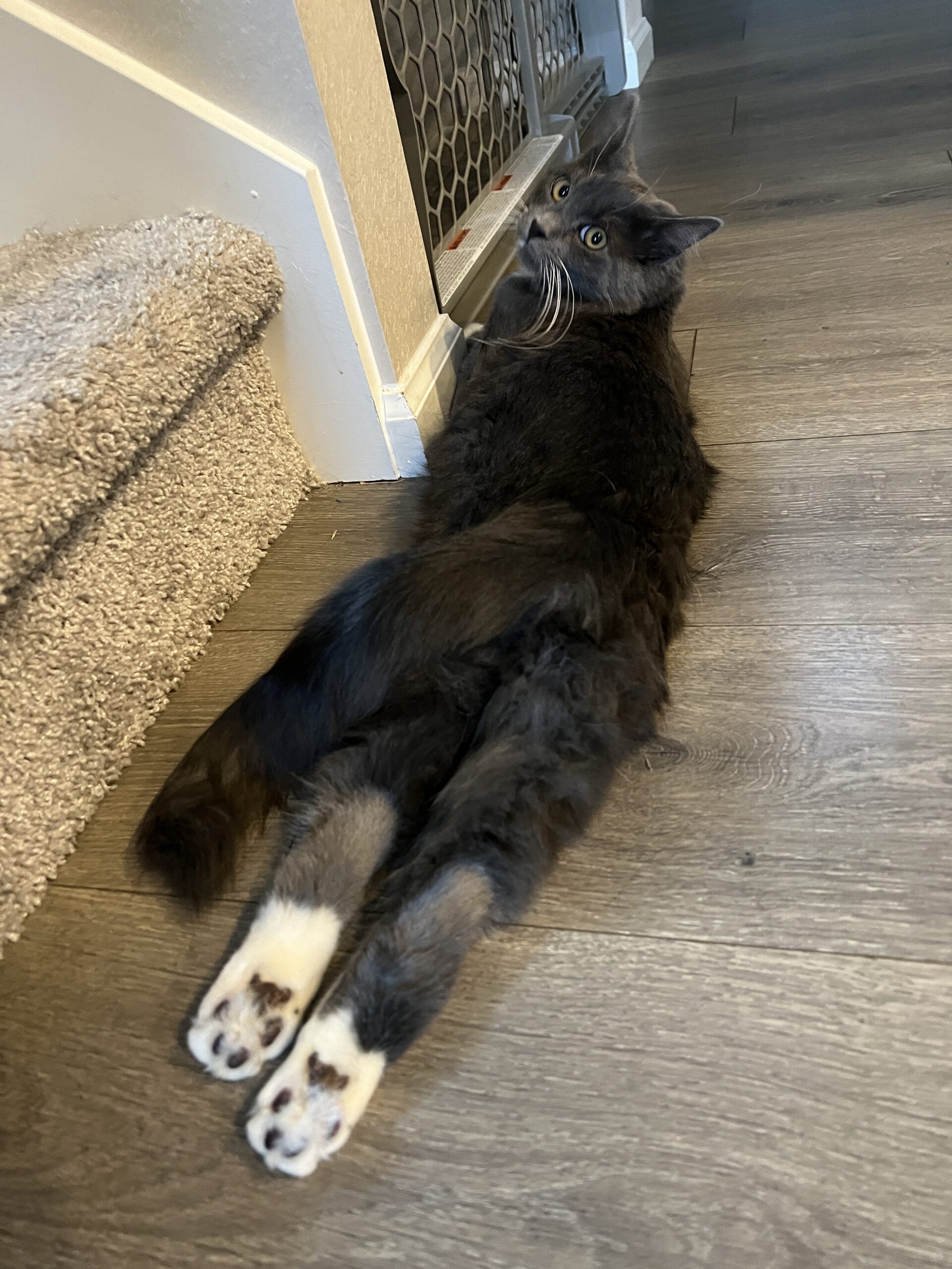 gray cat stretched out on floor