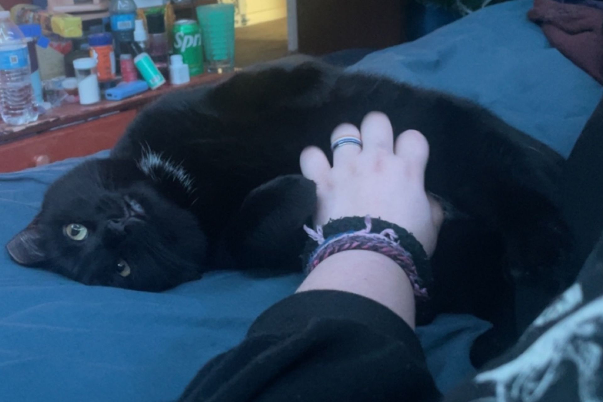 a black cat receives tummy scratches while laying on his back on a blue bed