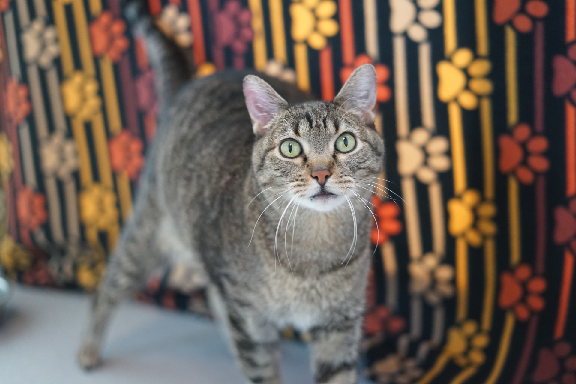 a tabby cat in front of a blanket