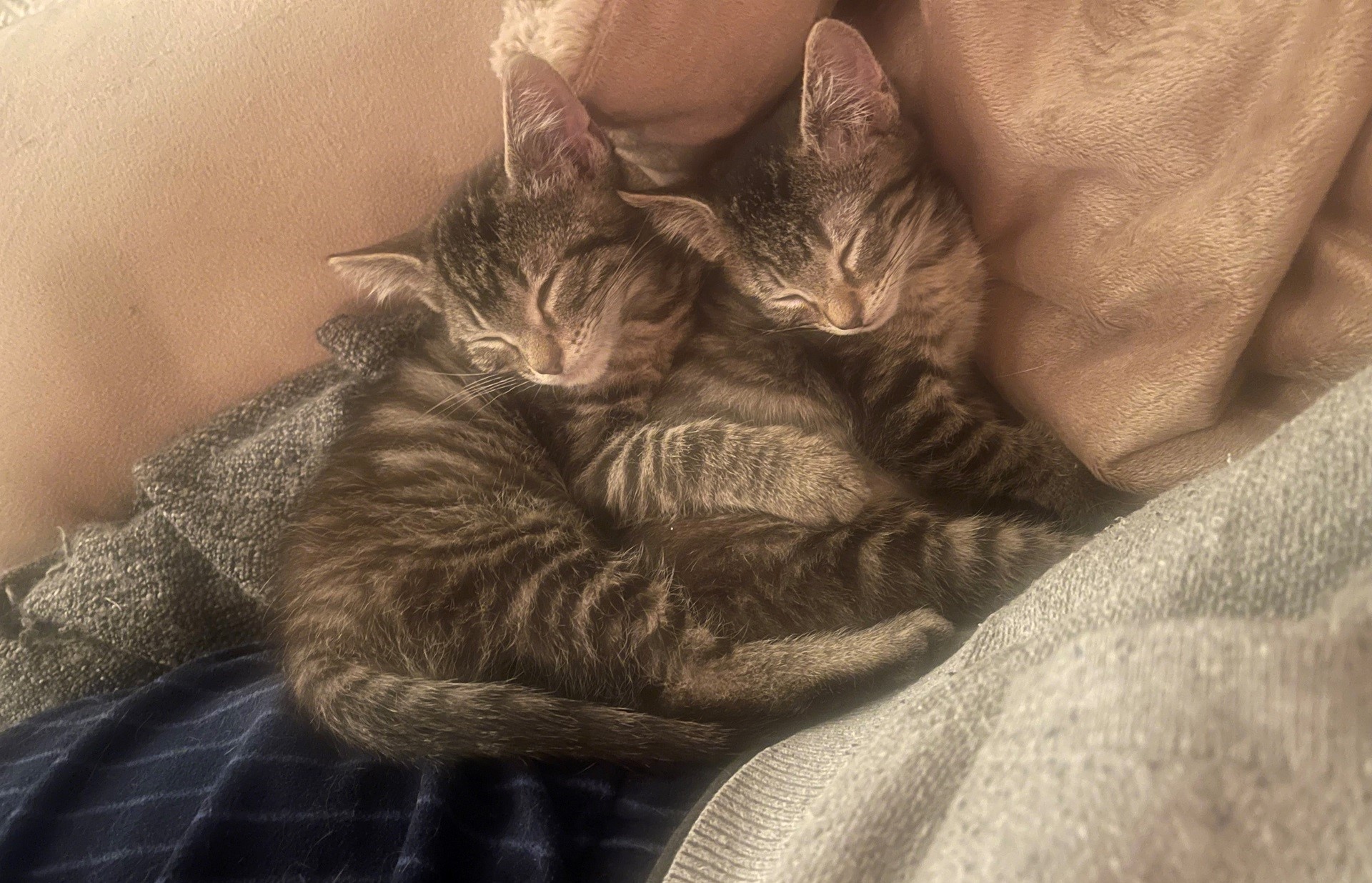 two tabby kittens lay next to each other on a blanket