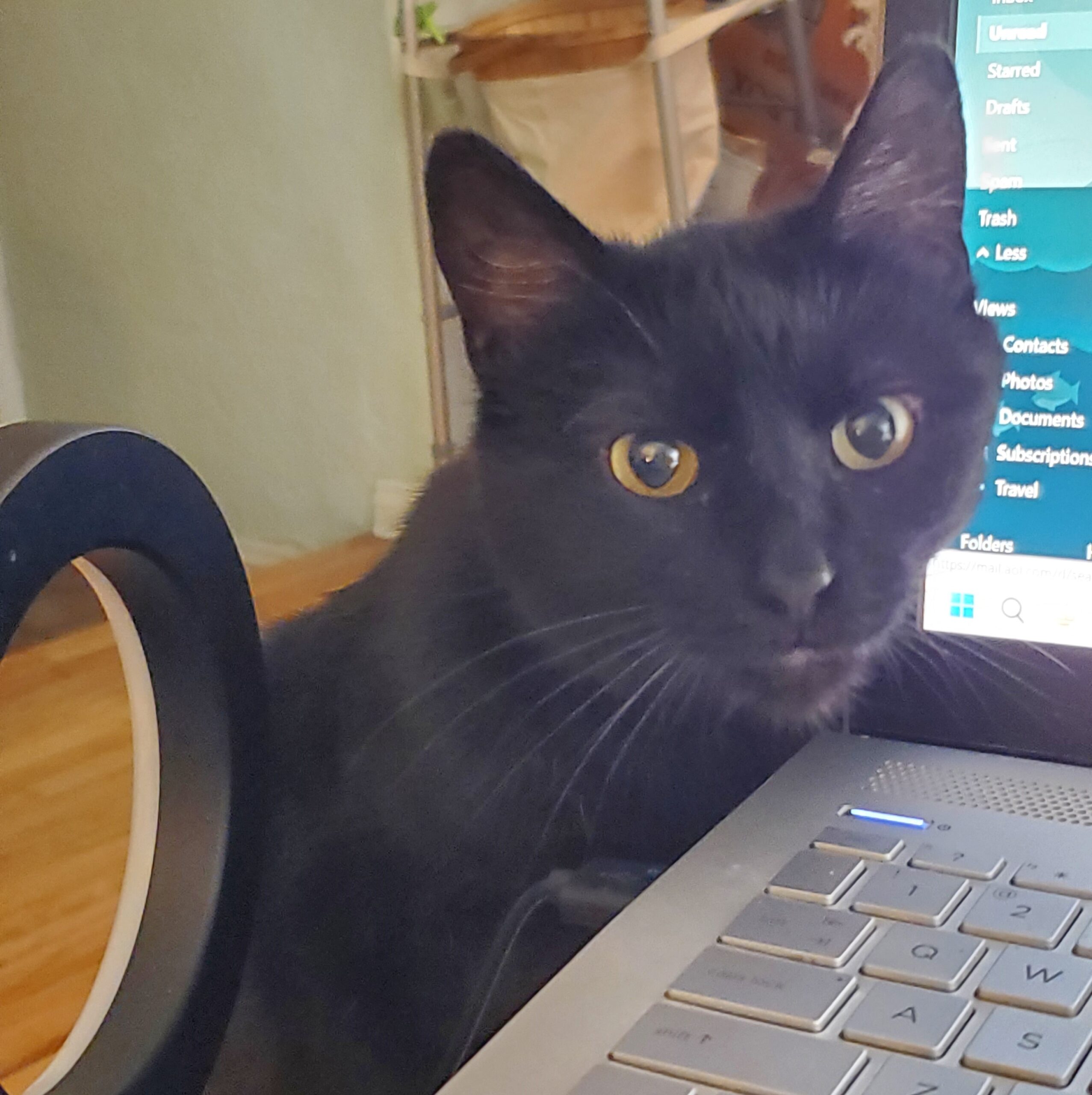 A black cat sits next to a laptop