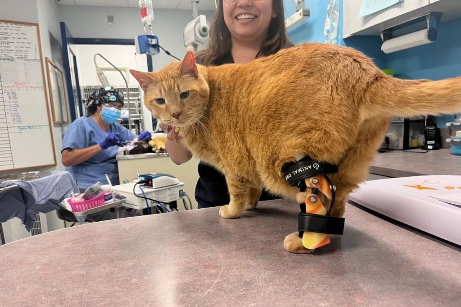 An orange cat stands on a table with a black leg brace