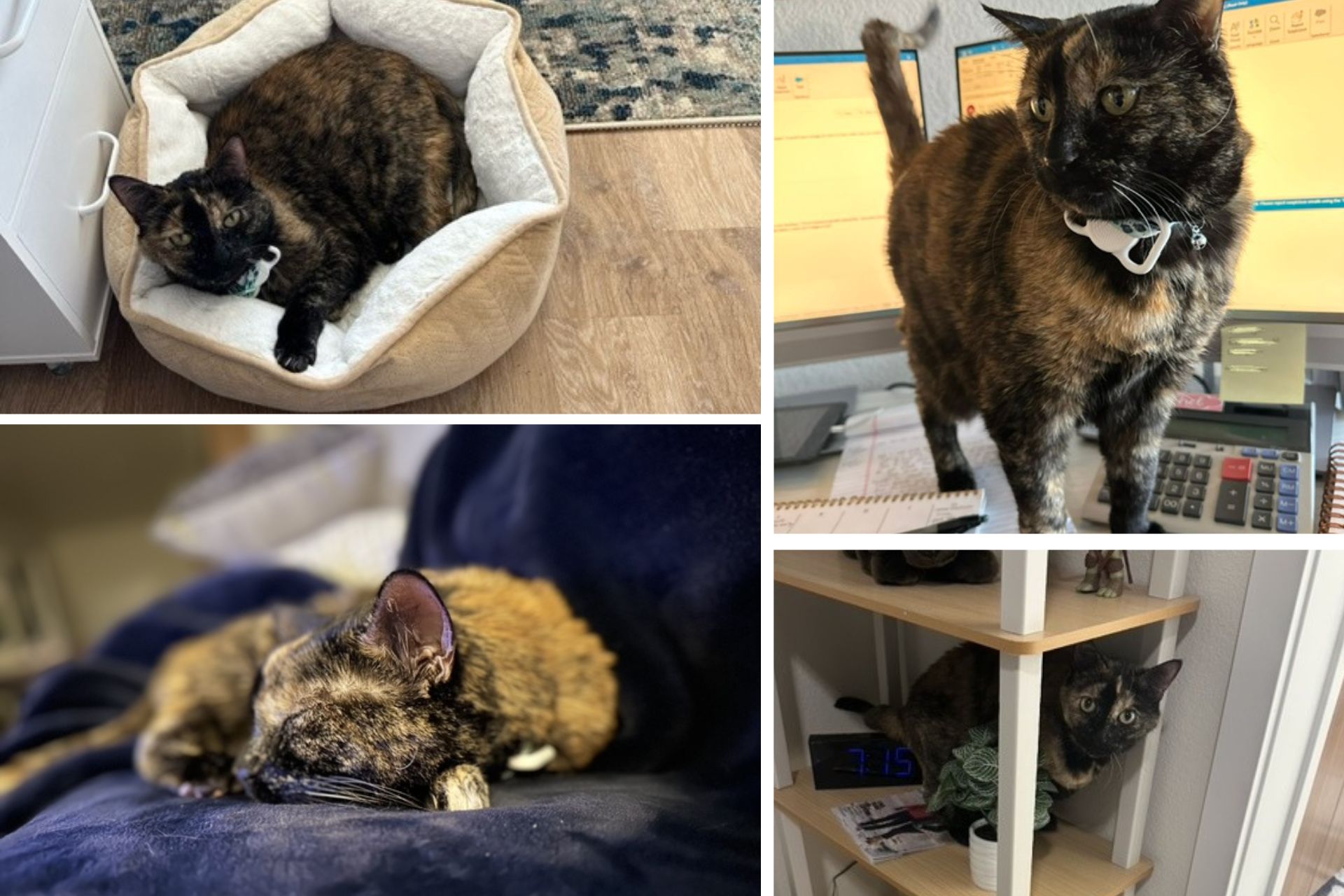 A collage of a tortie cat in her adoptive home