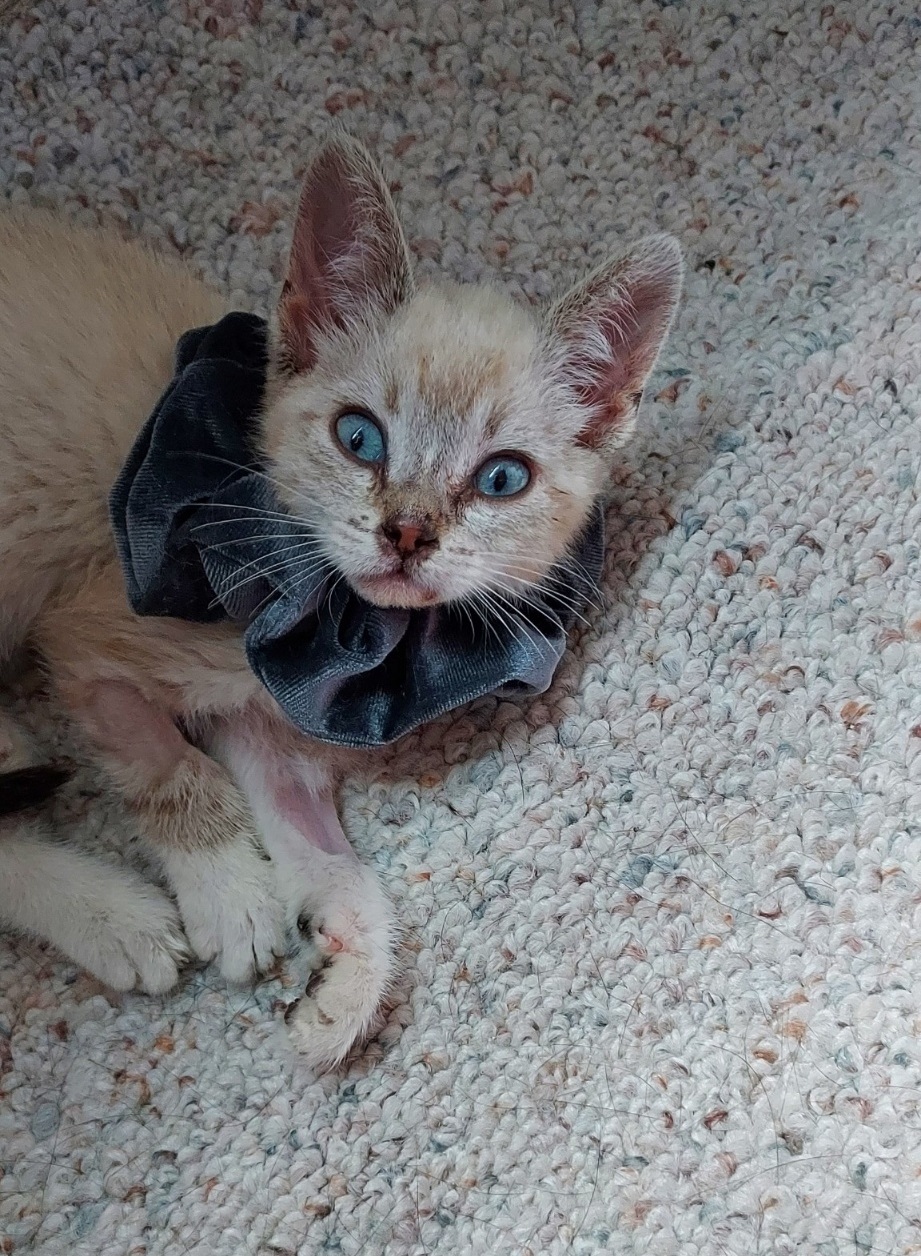 a siamese kitten wears a scrunchie around his neck