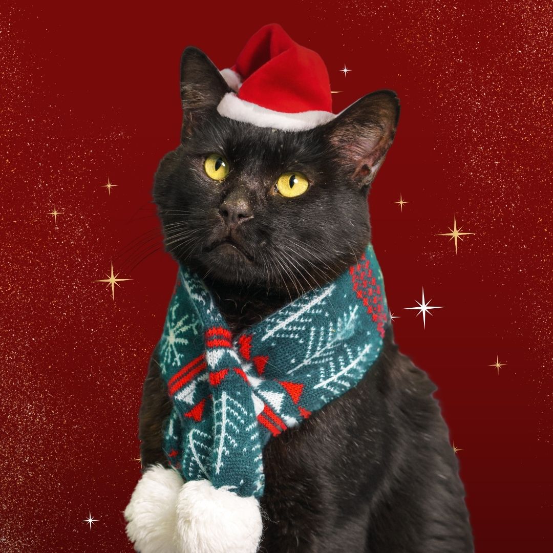 Black cat wearing a winter scarf and Santa hat