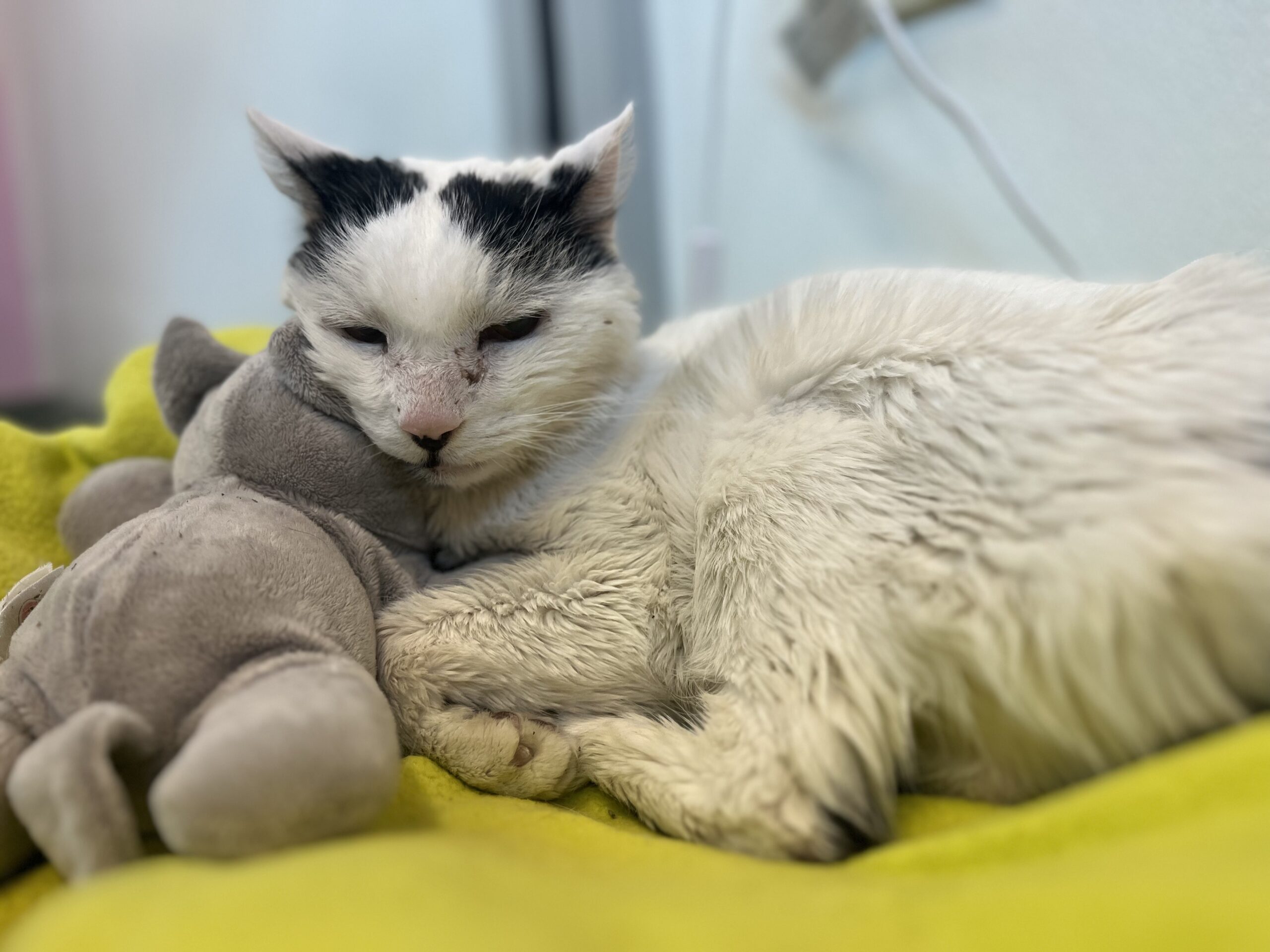 grumpy cat snuggling with toy