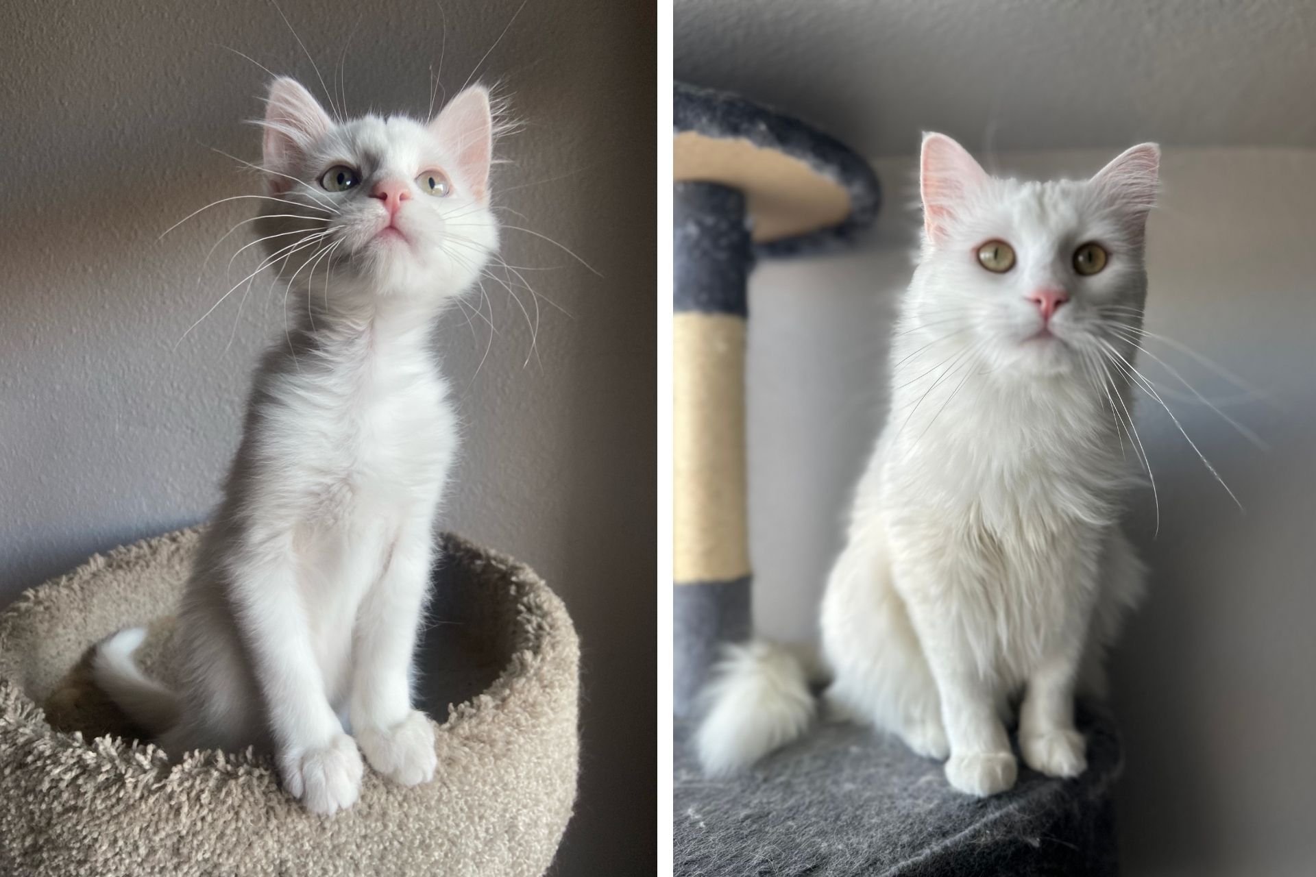 A white cat is shown as a kitten and as an adult