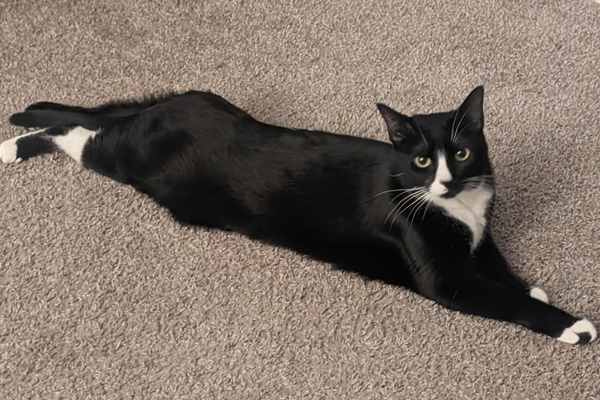 a tuxedo cat lays on the floor