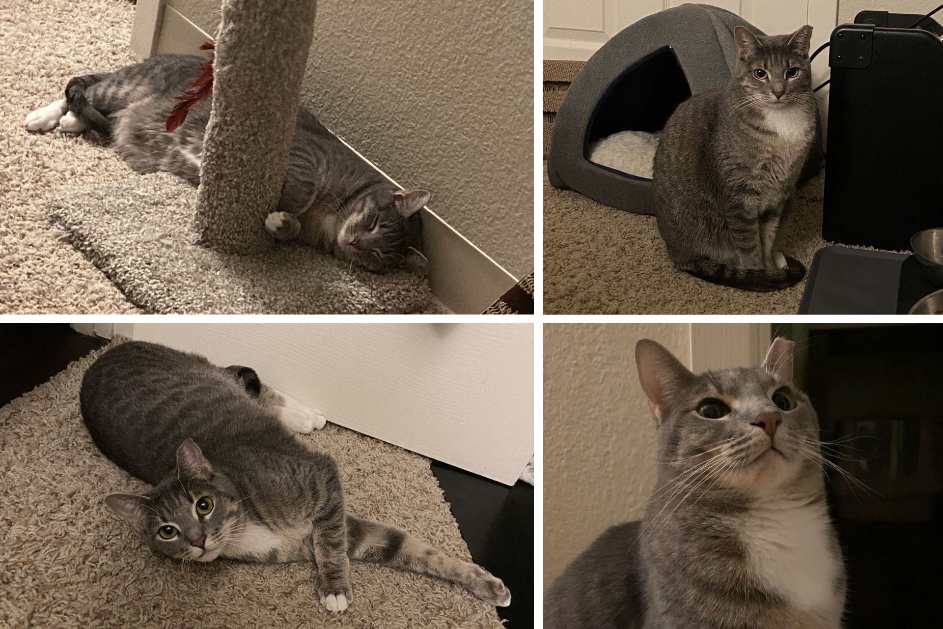 collage of a gray tabby cat