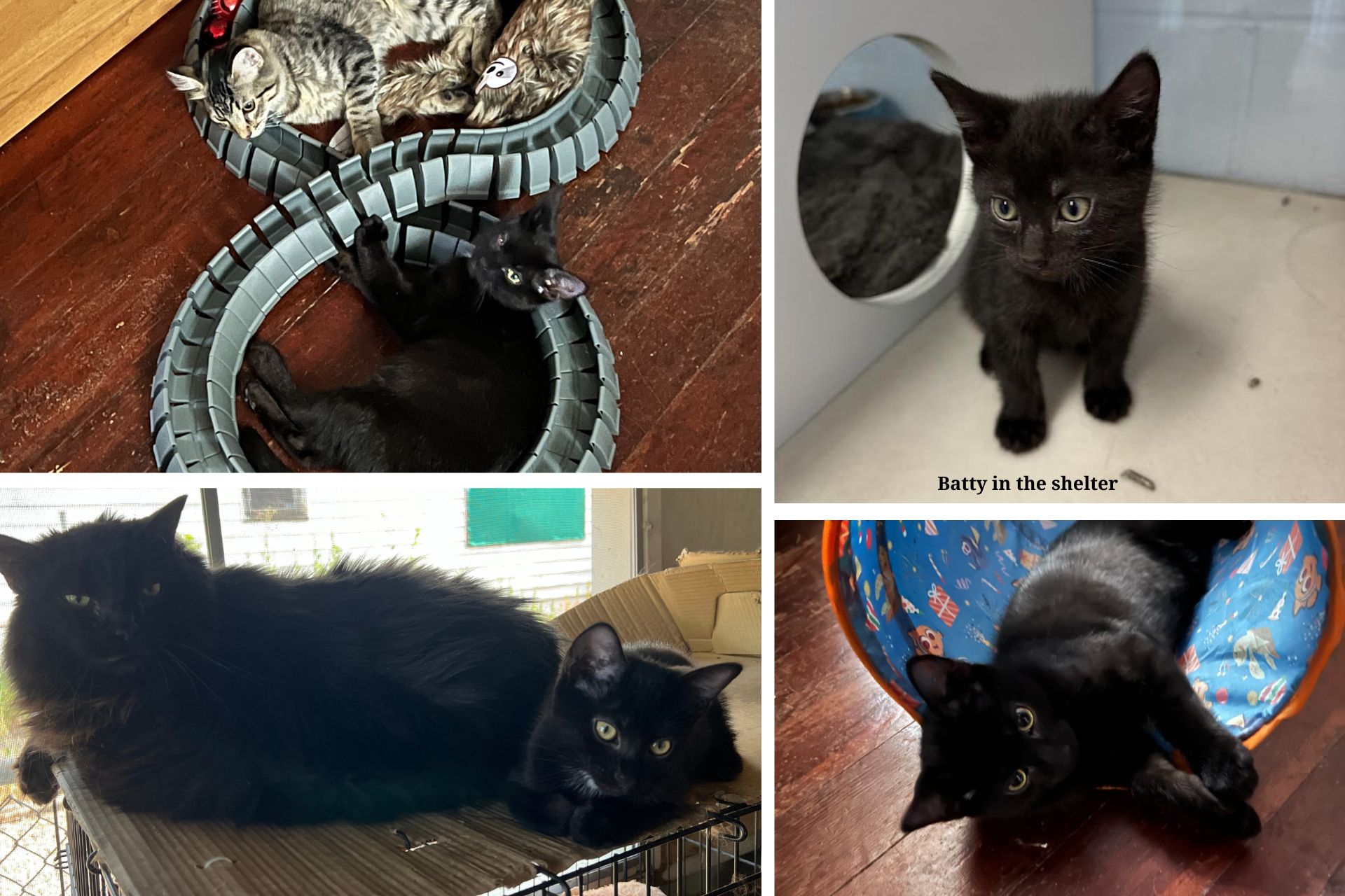 a four-photo collage of a black kitten