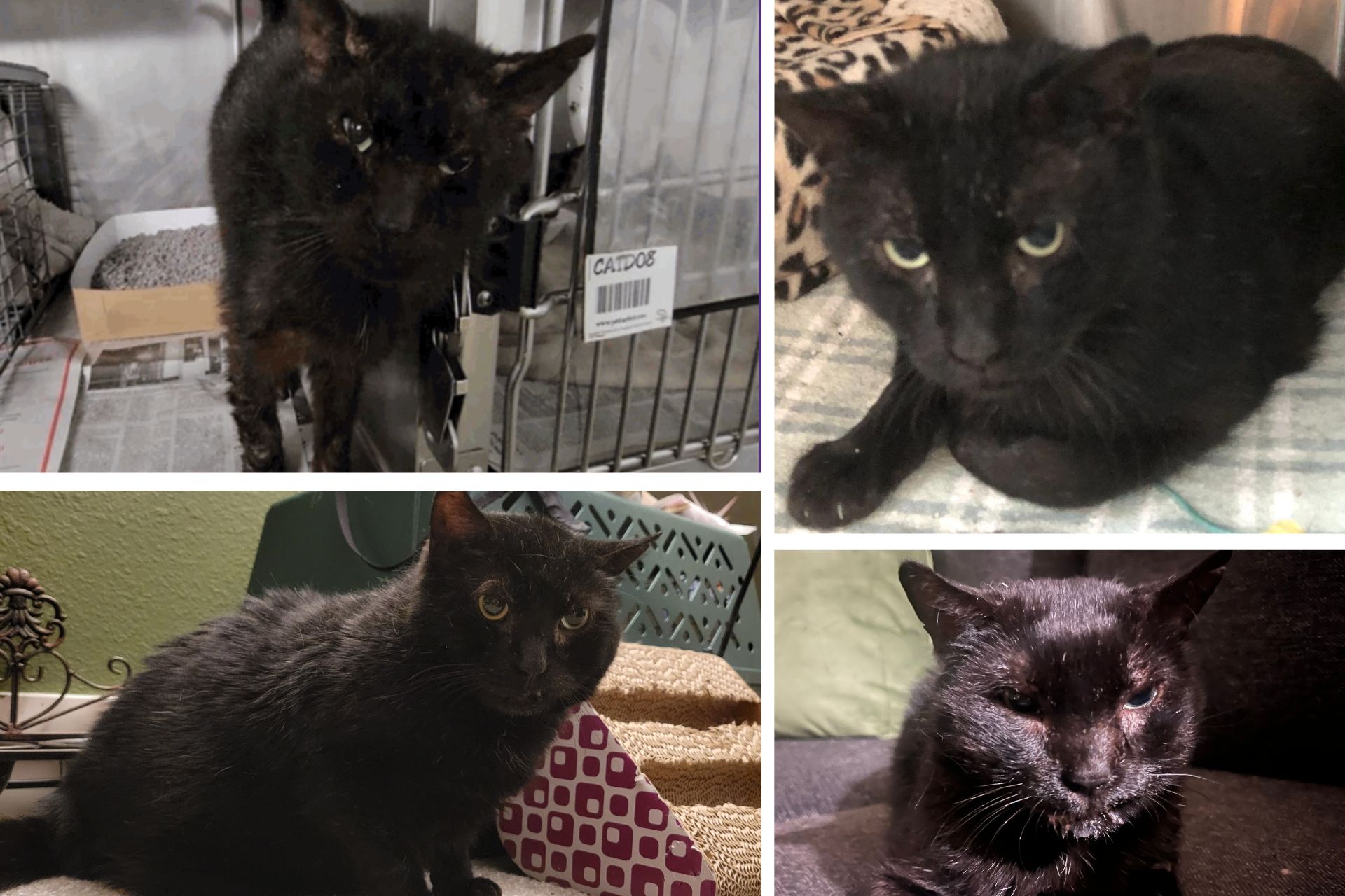 a photo collage of a black cat