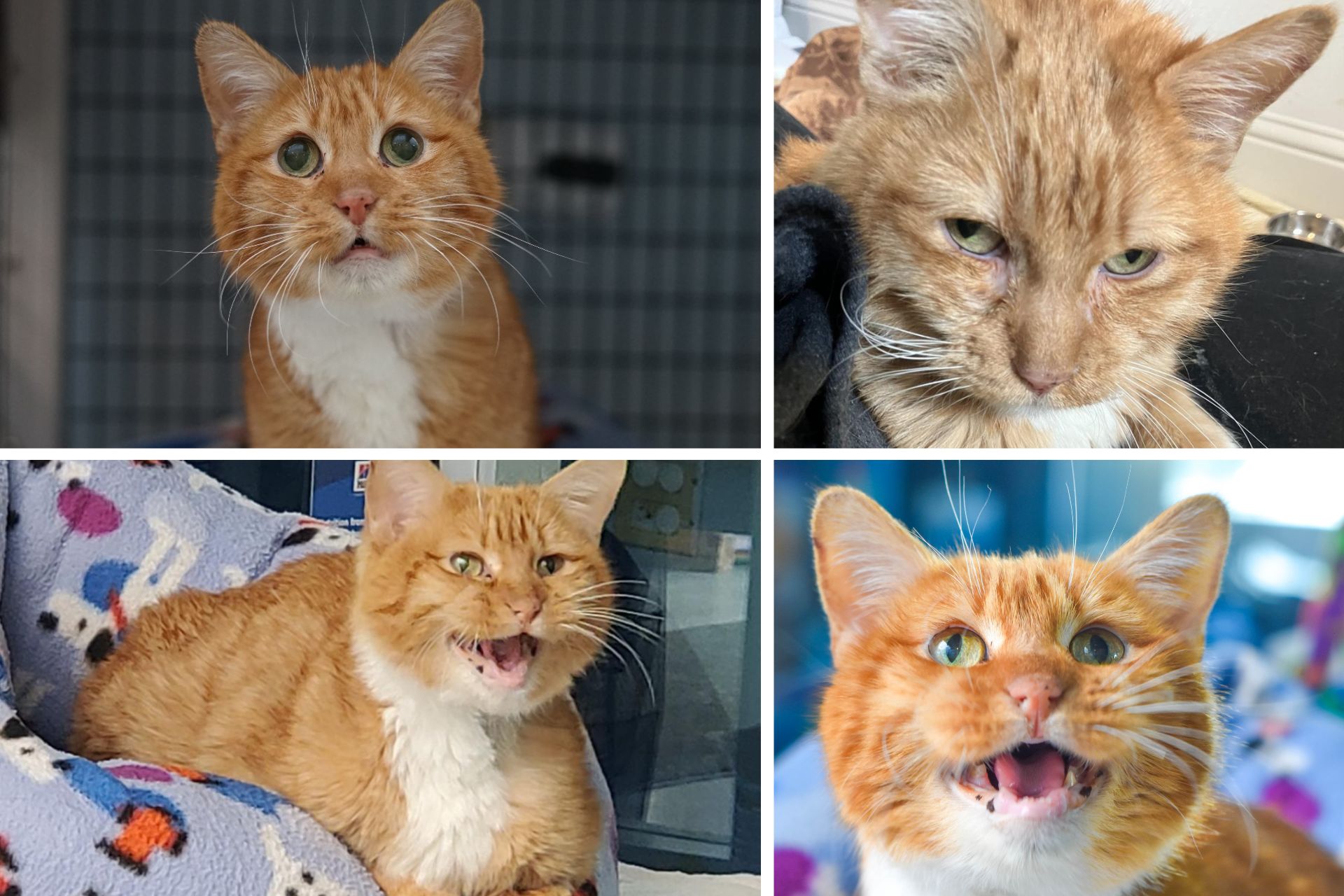 A photo collage of an orange cat named Boots.