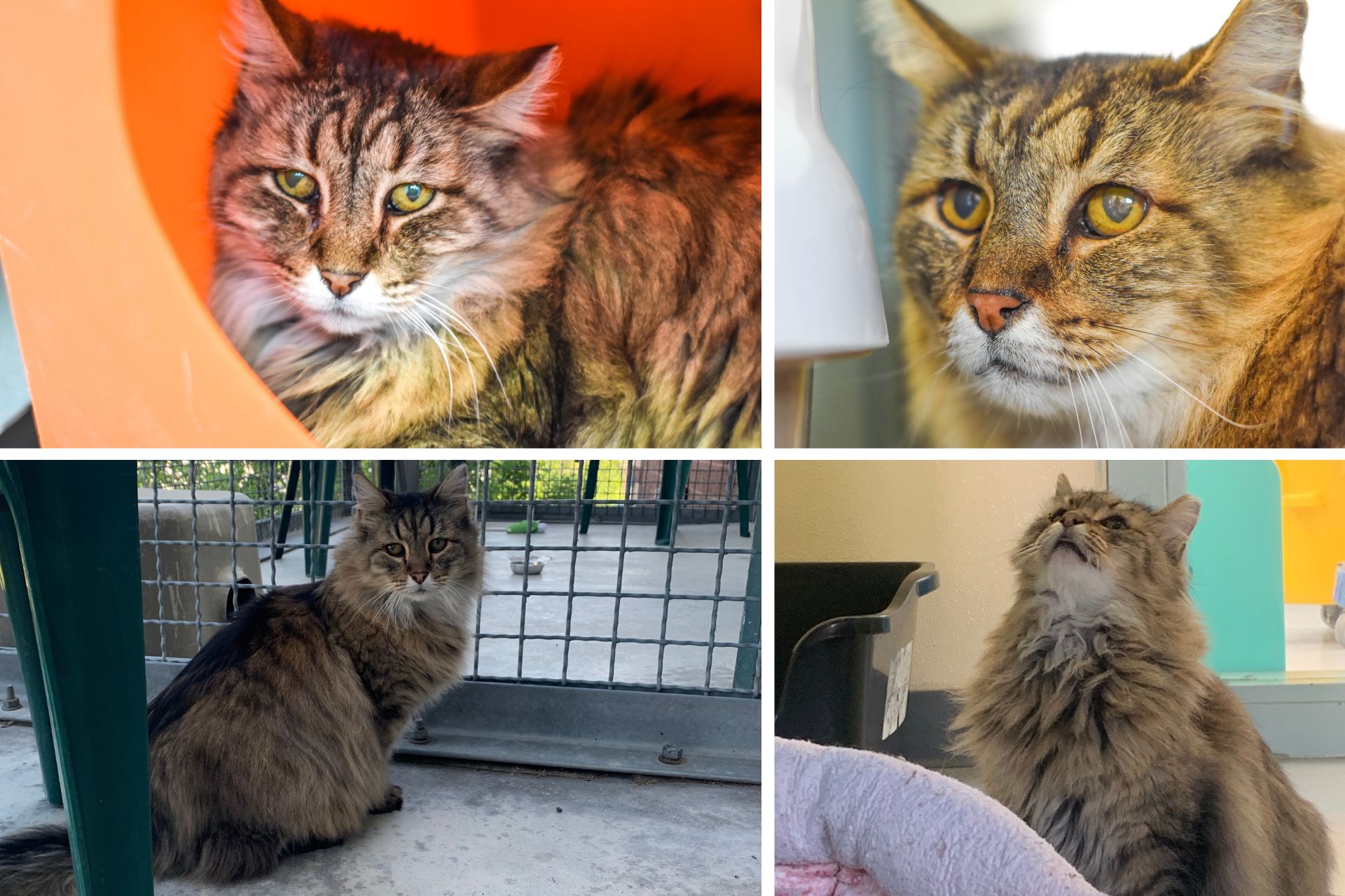 a collage of four photos of a long-haired tabby cat
