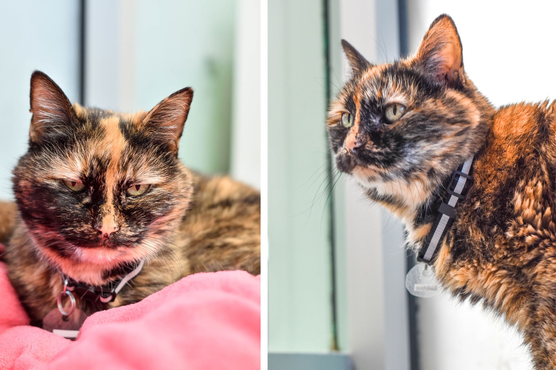 two photos of a torti cat in a shelter
