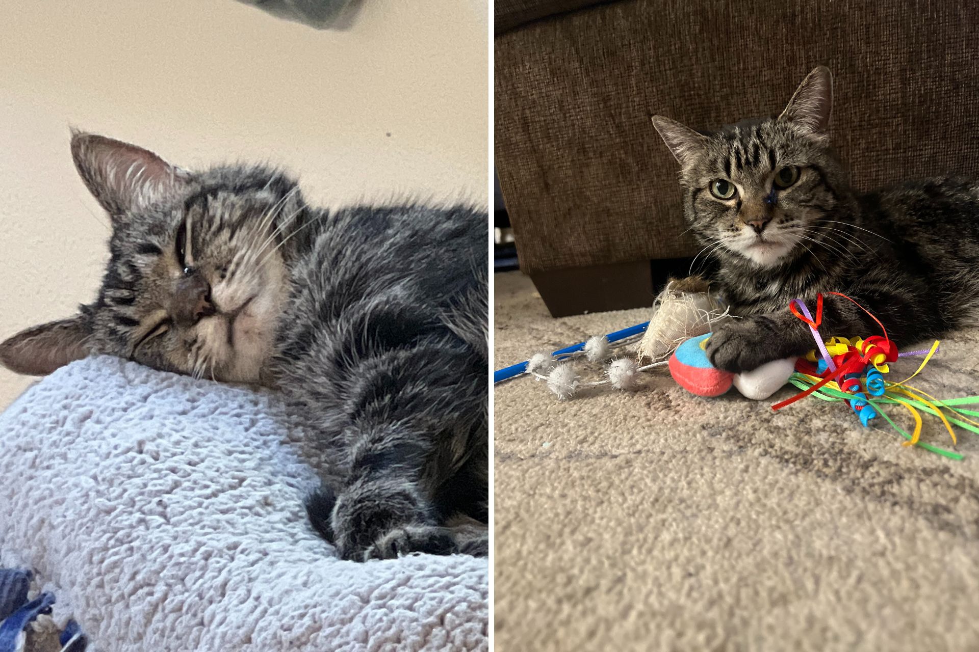 two photo collage of a tabby cat laying down